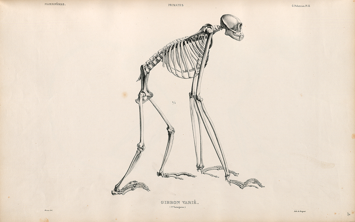 Side Skeletal View of an Animal From the Gibbon Family