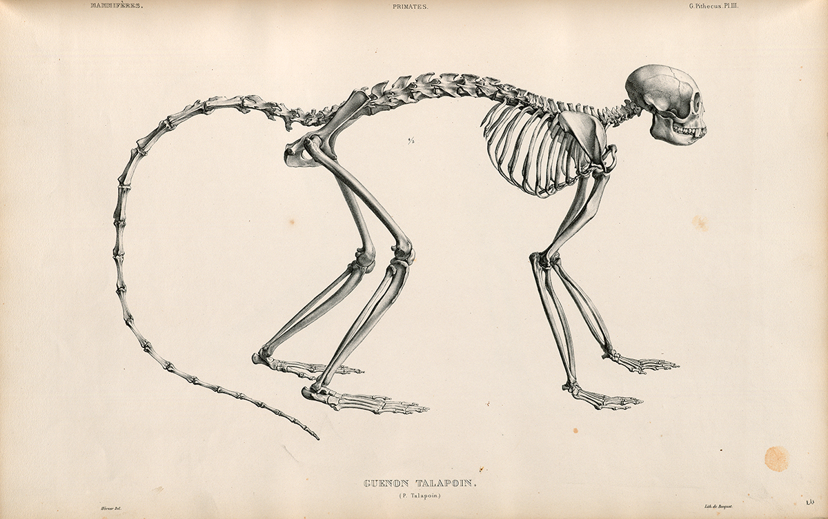 Side Skeletal view of a Talapoin (Old World Monkey)