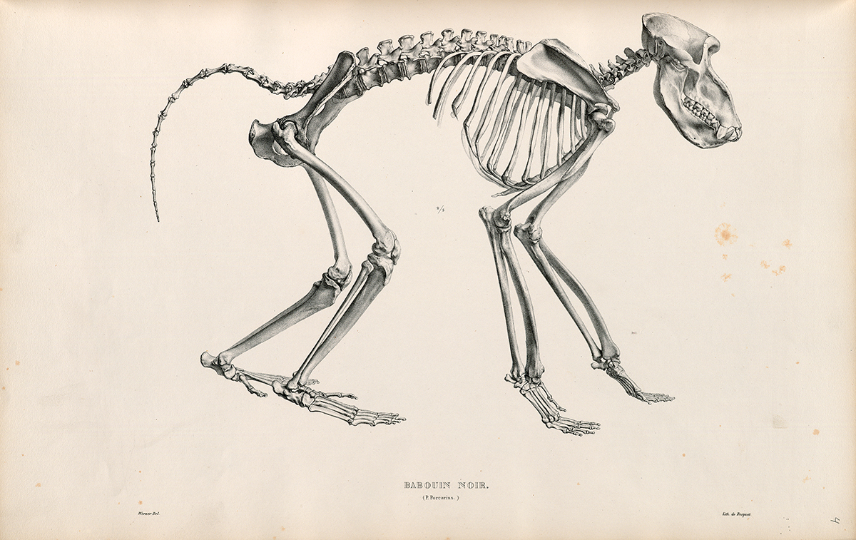 Side Skeletal View of a Baboon