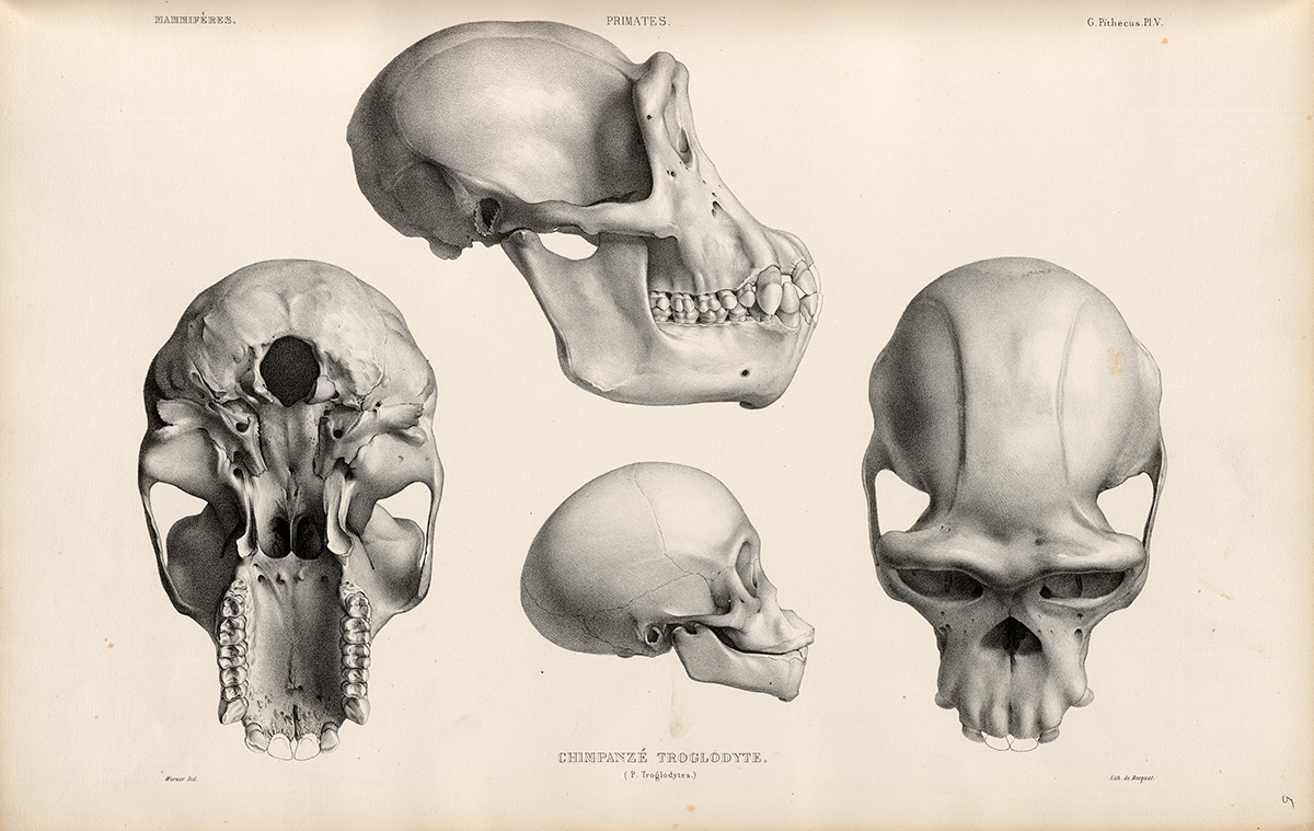 Four views of a skull of a Common Chimpanzee