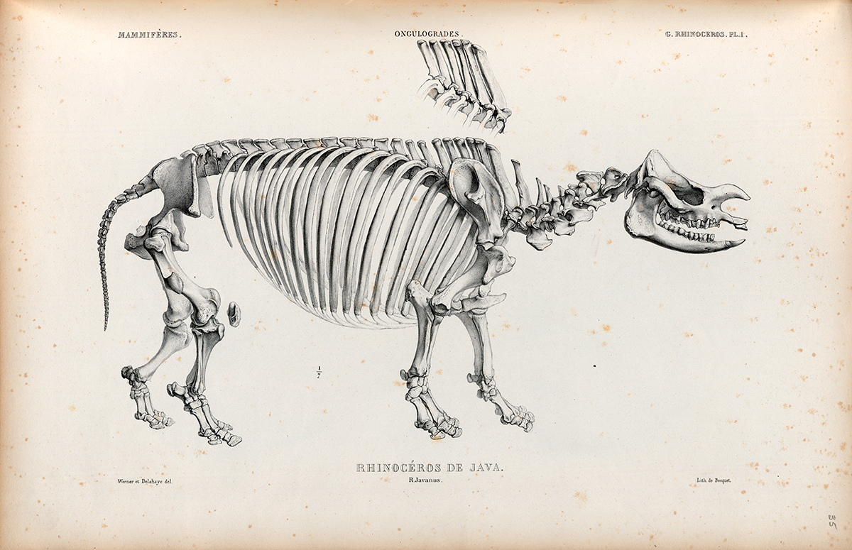 Side Skeletal View of a Javan Rhinoceros