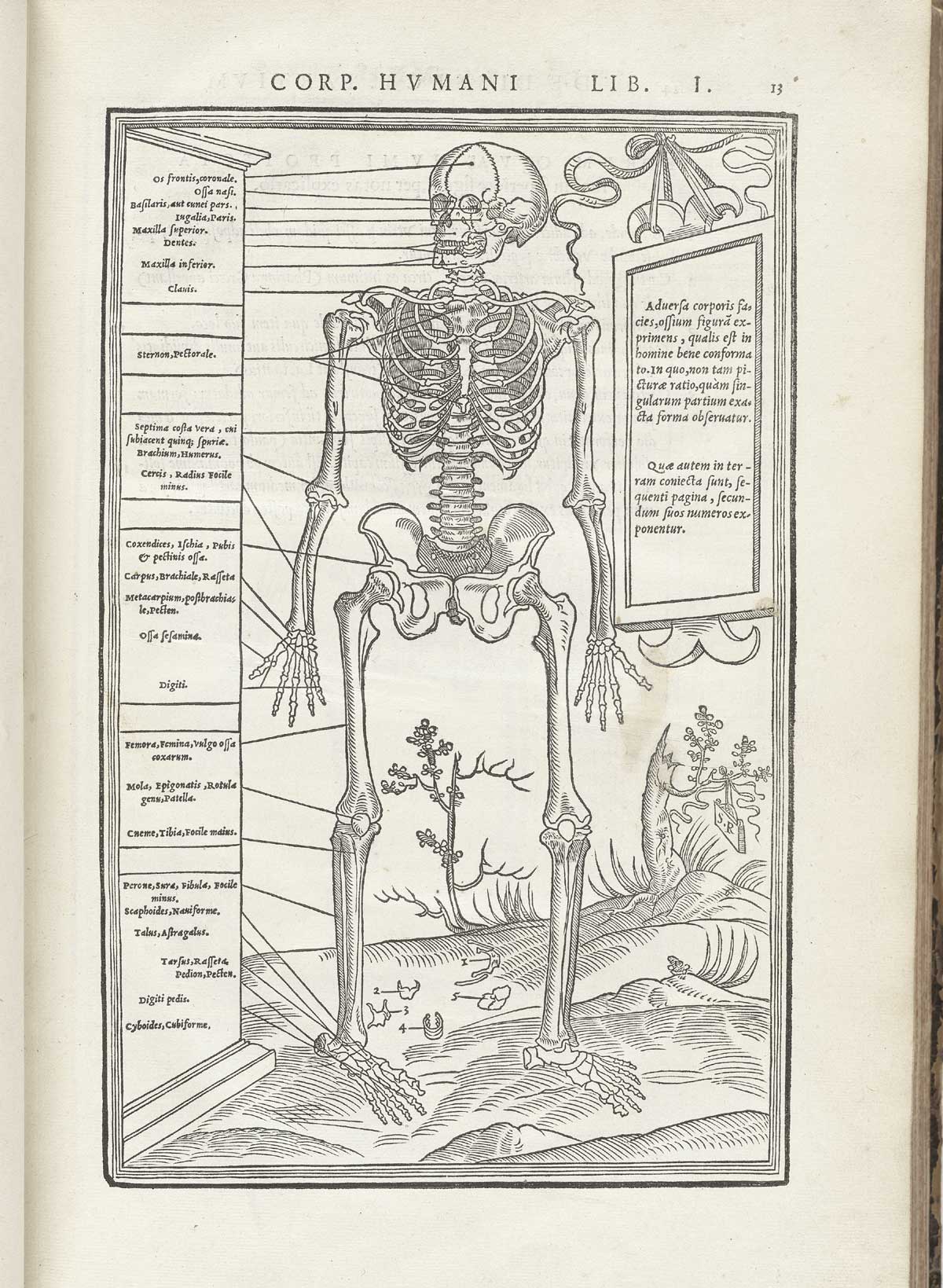 Woodcut skeleton figure standing in a pastoral setting, facing forward, with boxes of Latin text surrounding him pointing to and naming numerous bone structures, from Charles Estienne’s De dissection partium corporis humani libri tres, NLM Call no.: WZ 240 E81dd 1545.