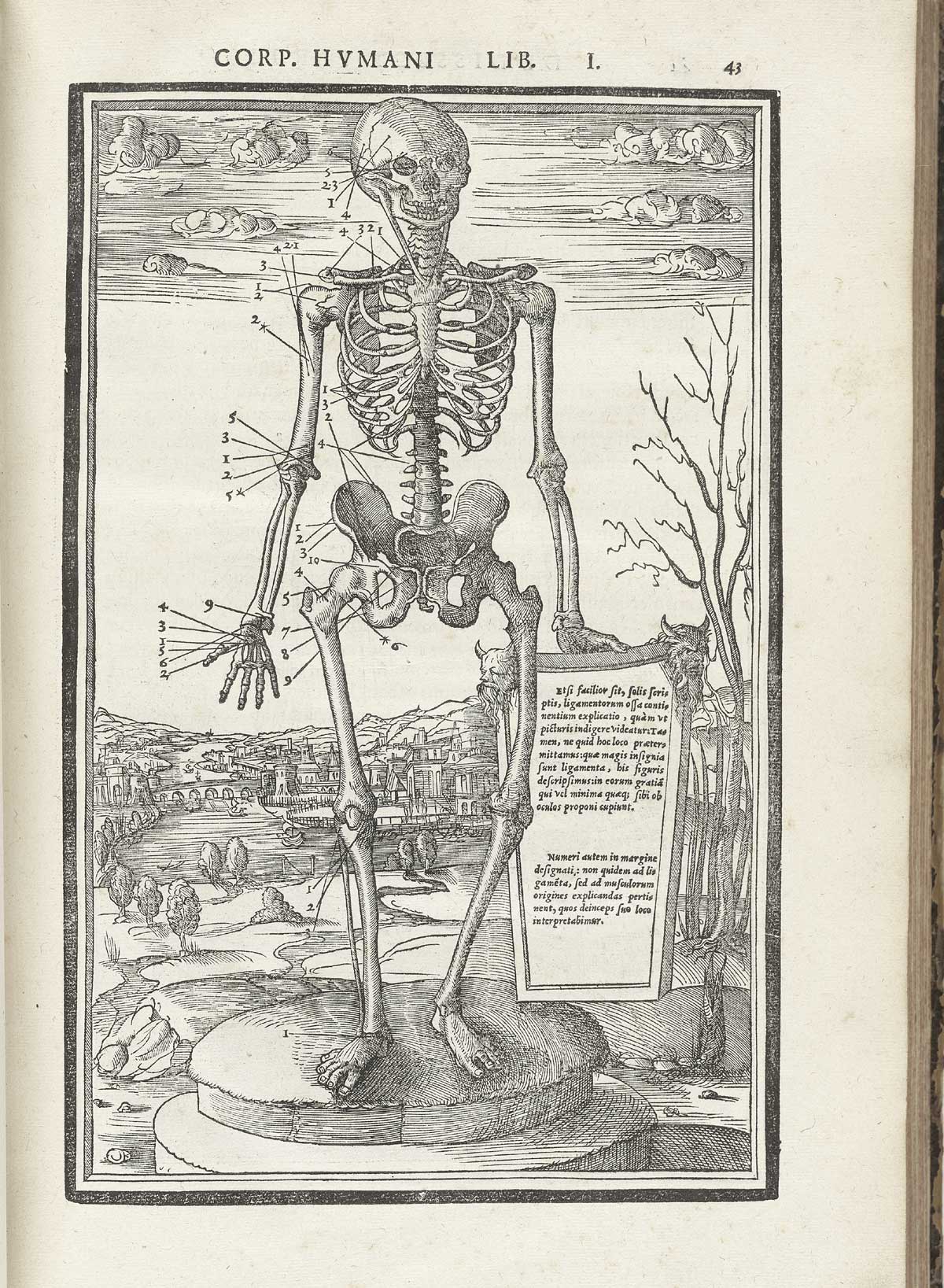 Woodcut skeleton figure standing on a marble column base in a pastoral setting, facing forward, with Latin text surrounding him pointing to and naming numerous bone structures, from Charles Estienne’s De dissection partium corporis humani libri tres, NLM Call no.: WZ 240 E81dd 1545.