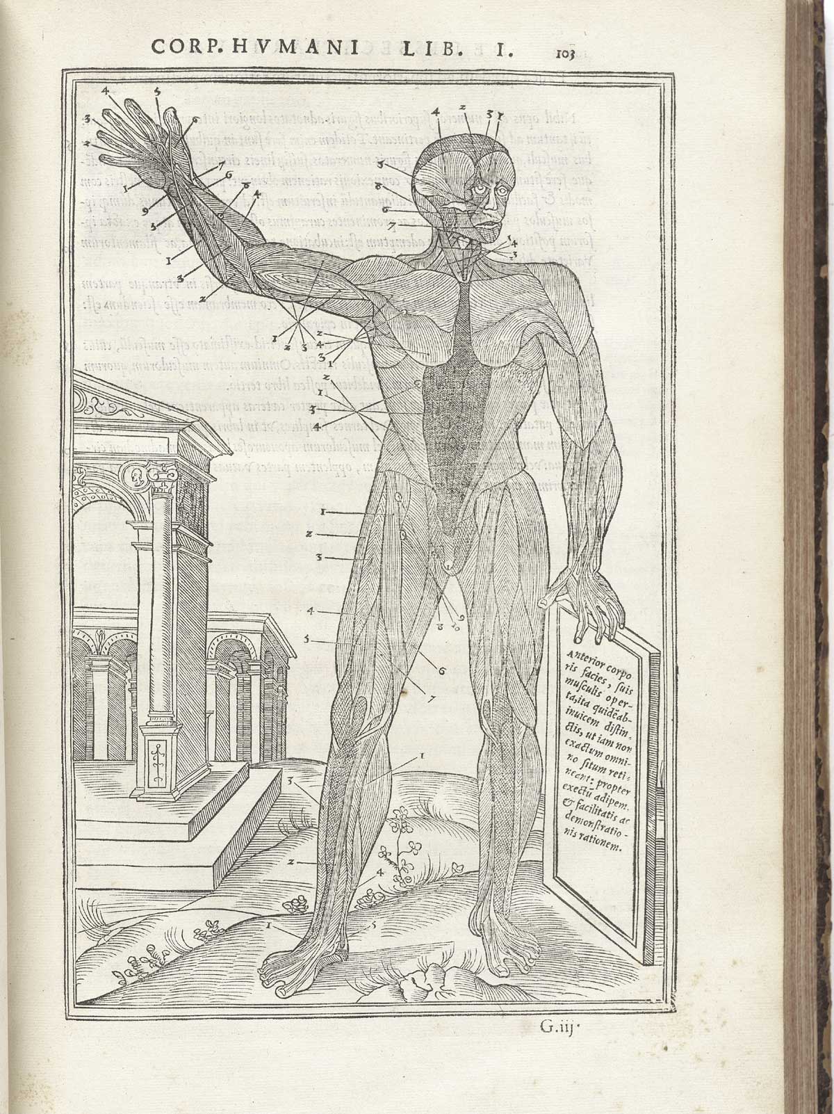 Woodcut muscle figure standing in a classical pastoral setting with a large ruined temple on the left, facing the viewer with his right arm raised and left hand holding a placard with text in Latin describing the exterior layer of muscles which are exposed, with index letters surrounding him pointing to numerous structures, from Charles Estienne’s De dissection partium corporis humani libri tres, NLM Call no.: WZ 240 E81dd 1545.