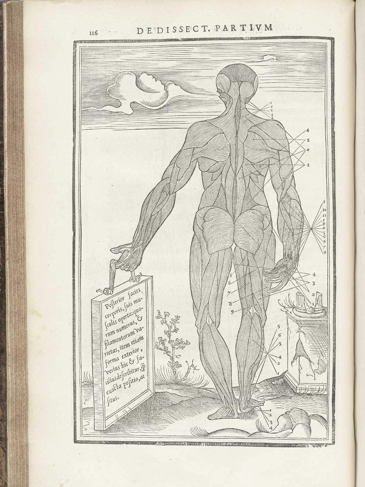 Woodcut muscle figure standing in a pastoral setting, with his back to the viewer with his left hand holding a placard with text in Latin describing the exterior layer of muscles which are exposed, with index letters surrounding him pointing to numerous structures, from Charles Estienne’s De dissection partium corporis humani libri tres, NLM Call no.: WZ 240 E81dd 1545.