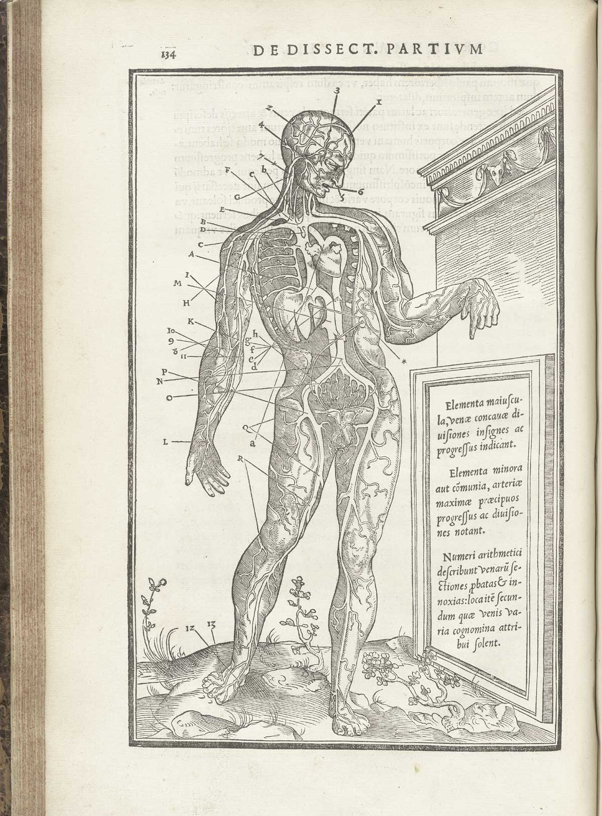 Woodcut venous figure standing on a marble column base in a pastoral setting, facing the viewer with his left hand pointing to a marble stele with text in Latin describing the venous structures which are exposed on the figure, including heart, liver and major veins and arteries throughout the body, with index letters surrounding him pointing to numerous structures, from Charles Estienne’s De dissection partium corporis humani libri tres, NLM Call no.: WZ 240 E81dd 1545.