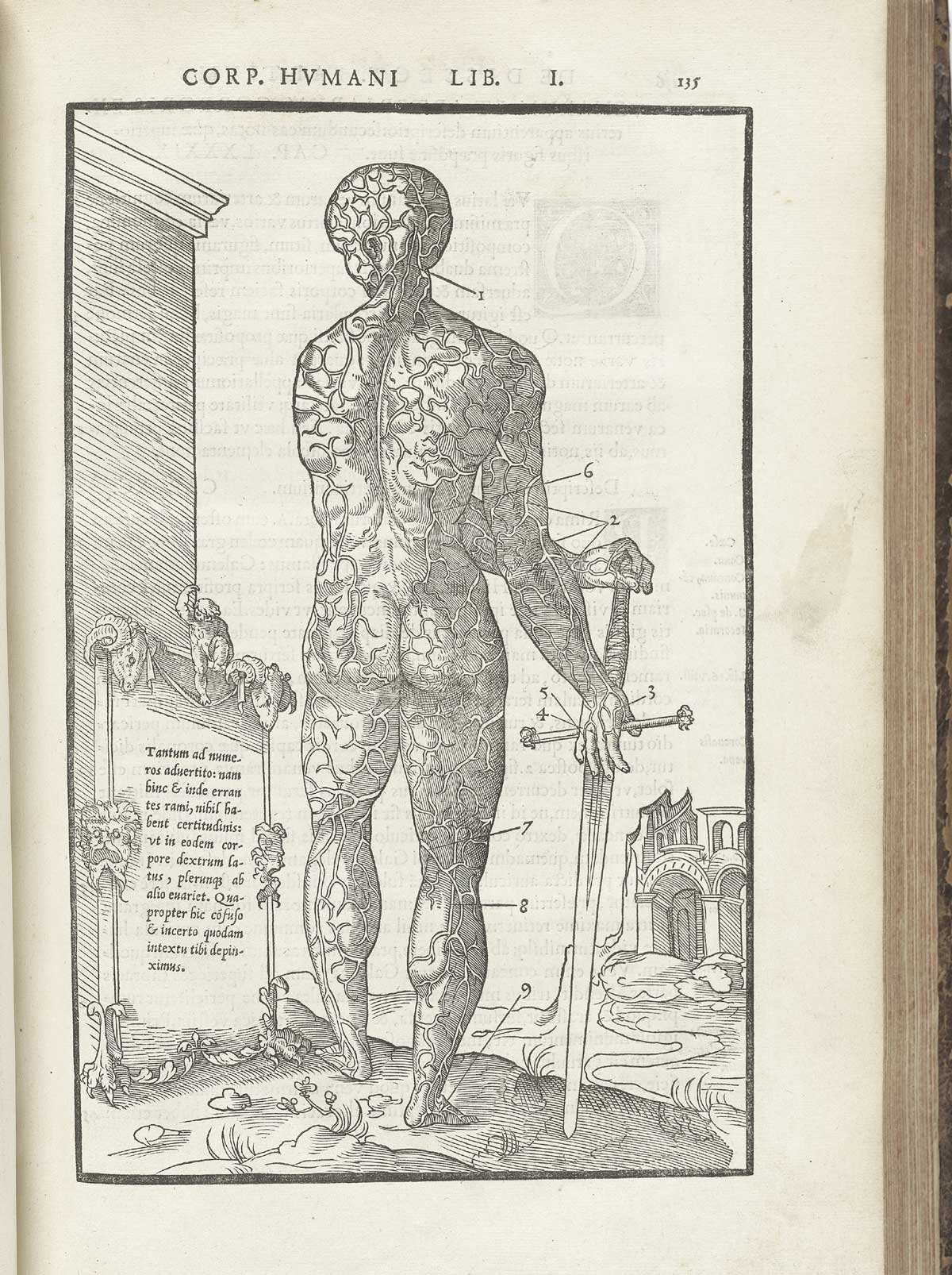 Woodcut venous figure standing on a marble column base in a pastoral setting, with his back to the viewer holding a large sword whose tip is in the ground and hilt in right and left hands to the figure’s right; to the left is a marble stele with text in Latin describing the venous system which is exposed on the figure, including heart, liver and major veins and arteries throughout the body, with index numbers surrounding him pointing to numerous structures, from Charles Estienne’s De dissection partium corporis humani libri tres, NLM Call no.: WZ 240 E81dd 1545.