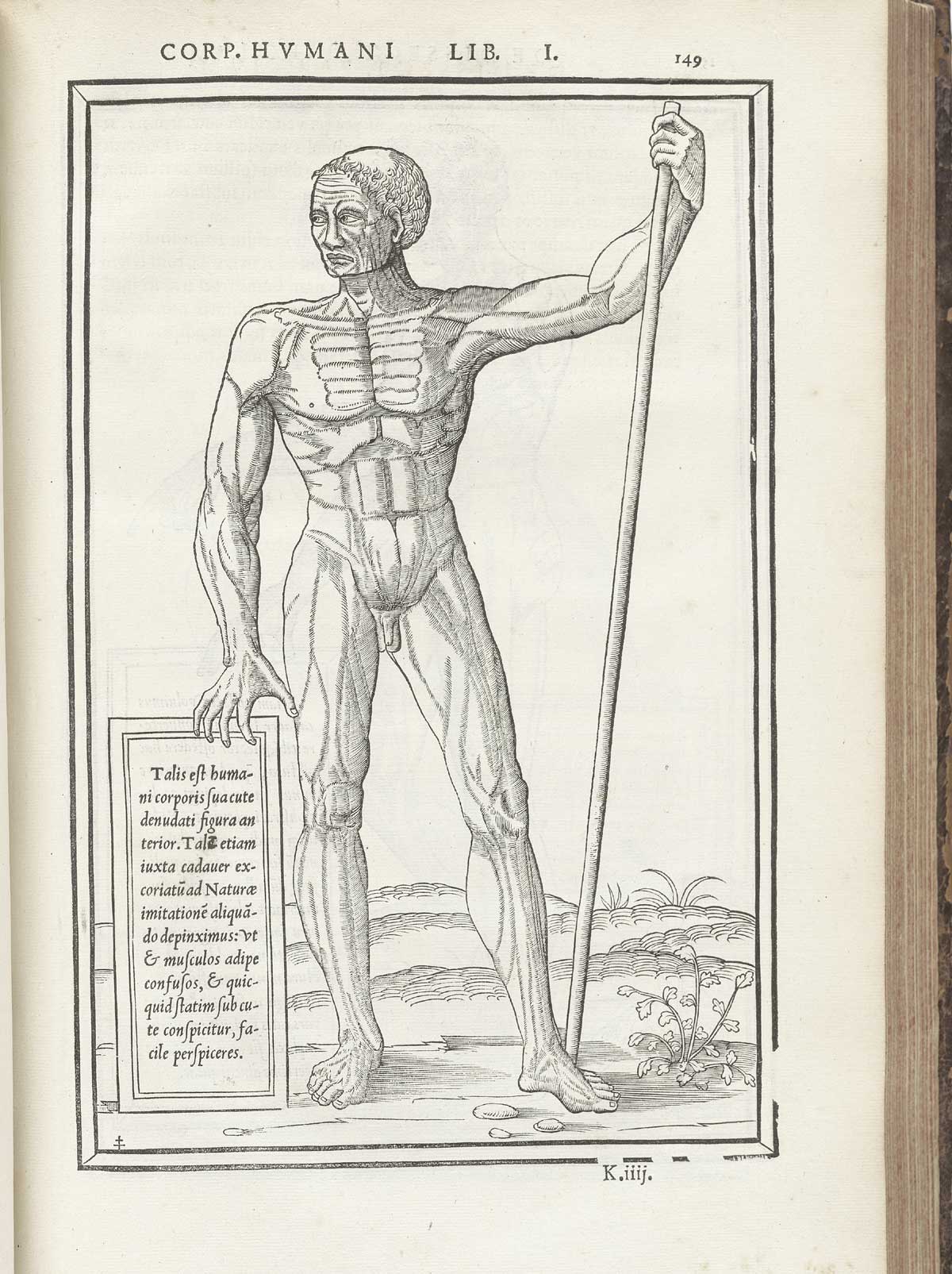 Woodcut of a standing facing male nude figure showing the muscles in particular, standing in a pastoral setting in Classical pose looking to the left with left arm up holding onto a spear, with his right hand propping up a tablet with a description in Latin of the muscles seen from the exterior, from Charles Estienne’s De dissection partium corporis humani libri tres, NLM Call no.: WZ 240 E81dd 1545.