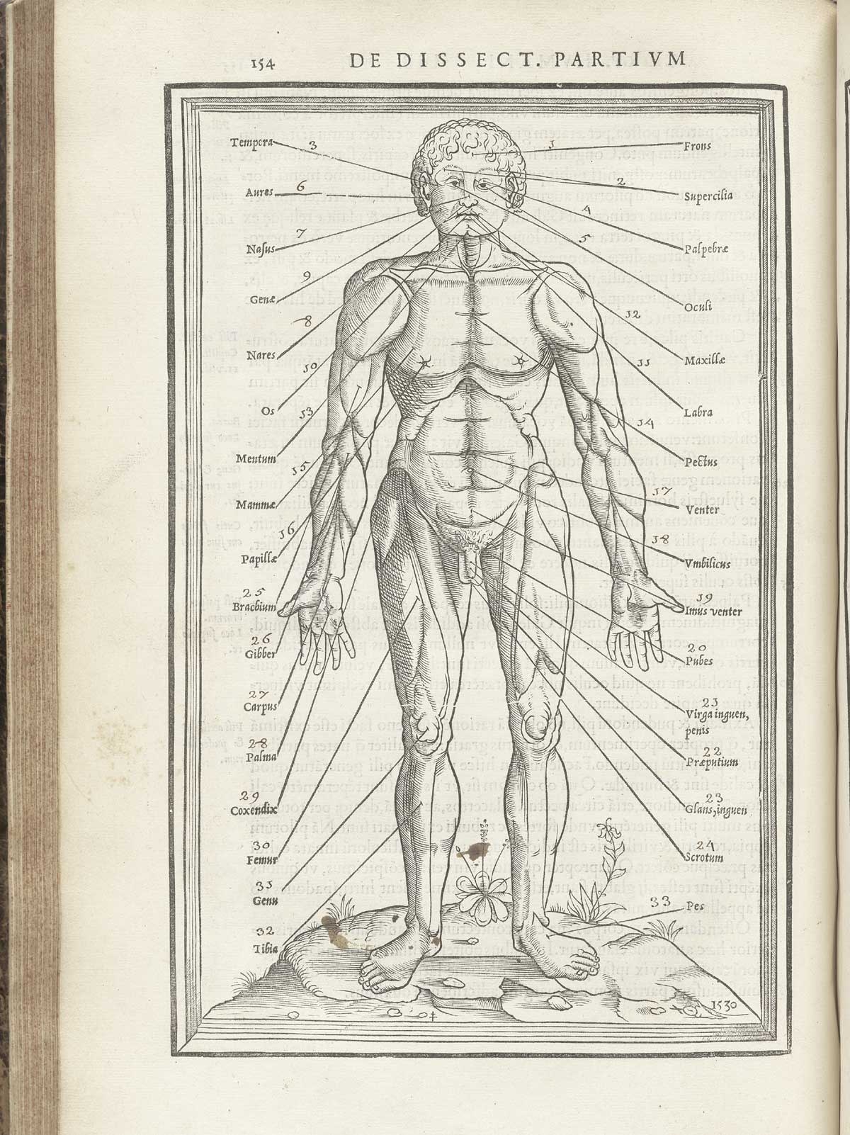 Woodcut male nude facing figure standing in a pastoral setting, with, with index numbers surrounding him pointing to numerous structures and naming them in Latin, from Charles Estienne’s De dissection partium corporis humani libri tres, NLM Call no.: WZ 240 E81dd 1545.