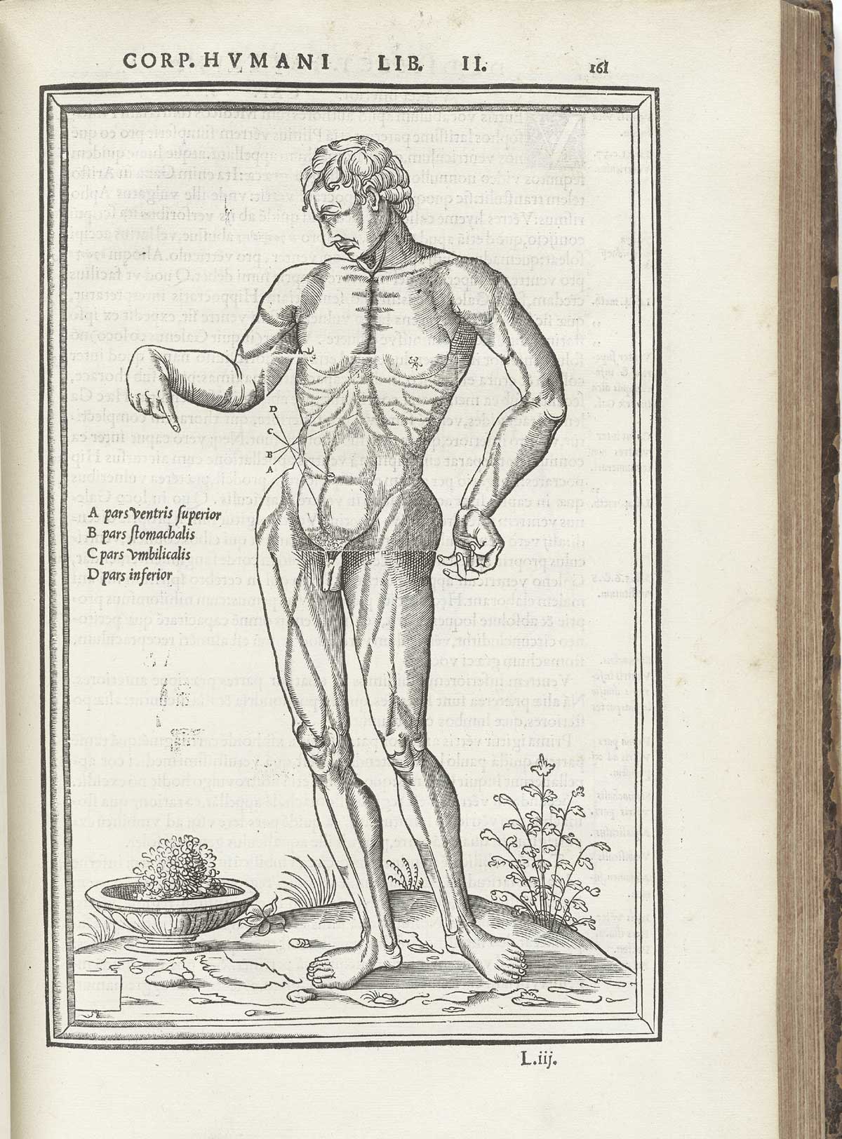 Woodcut of a standing facing male nude figure showing the muscles in particular, standing in a pastoral setting in Classical pose looking down and to the left with right hand pointing down to his abdomen, with index lines and letters referring to muscles of the abdomen with text in Latin just to the left naming the abdominal muscles, from Charles Estienne’s De dissection partium corporis humani libri tres, NLM Call no.: WZ 240 E81dd 1545.