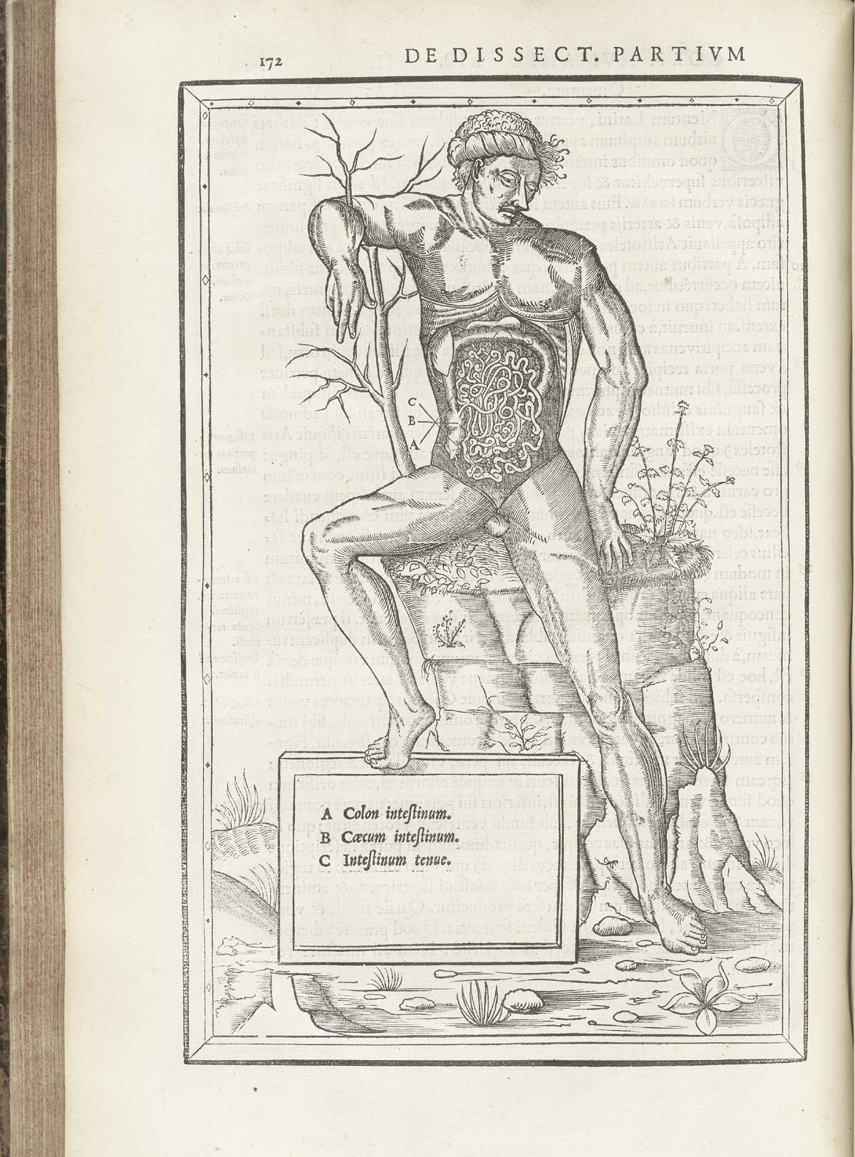 Woodcut of a seated facing male nude figure showing the digestive system, sitting on a Classical ruin looking down and to the right with right leg bent at the knee and leaning back against a dead sapling, with index lines and letters referring to intestines with text in Latin just below in a box, from Charles Estienne’s De dissection partium corporis humani libri tres, NLM Call no.: WZ 240 E81dd 1545.