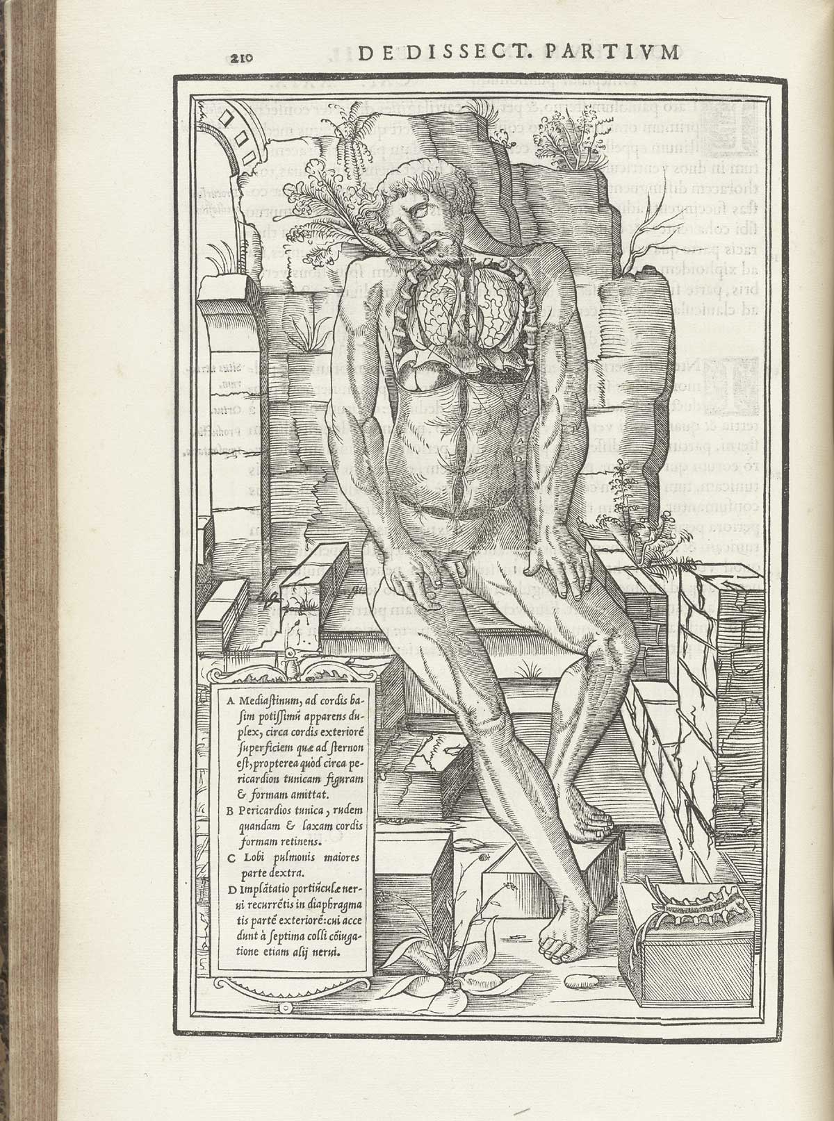 Woodcut of a seated facing male nude figure showing the digestive system, sitting on a Classical ruin looking down and to the left with left leg bent at the knee, with index lines and letters referring to the heart, lungs, and diaphragm with text in Latin just below in a box, from Charles Estienne’s De dissection partium corporis humani libri tres, NLM Call no.: WZ 240 E81dd 1545.