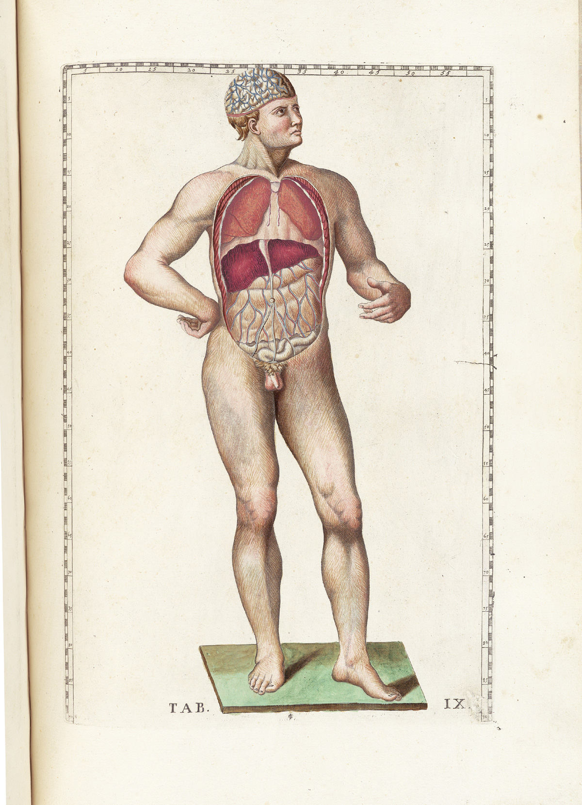 Hand-colored etching of a standing facing nude male figure looking to the right of the page with his brain and thoracic and abdominal cavities exposed, showing the arachnoid mater, the lungs, the liver, and peritoneum; from Bartholomeo Eustachi’s Tabulae anatomicae, NLM Call no.: WZ 260 E87t 1783.