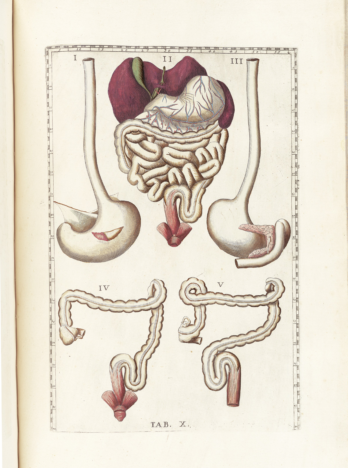 Hand-colored etching of the digestive organs with the liver, stomach, large and small intestines grouped together at the top of the page, with two views of the esophagus and stomach to the right and left and two views of the large intestine at the bottom of the page; from Bartholomeo Eustachi’s Tabulae anatomicae, NLM Call no.: WZ 260 E87t 1783.
