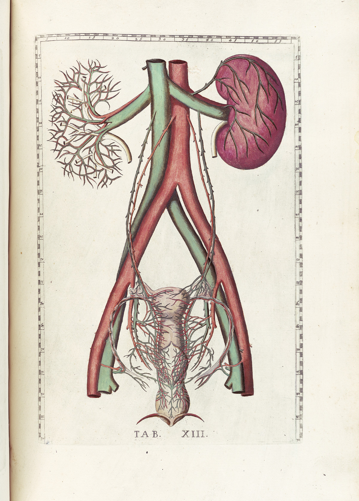Hand-colored etching of the renal and female reproductive systems with emphasis on the veins and arteries attending them; on the upper right is a kidney, while on the left is only the vascular system of the kidney with the other tissue gone; smaller veins and arteries feed the uterus, and vagina at the lower end of the page; from Bartholomeo Eustachi’s Tabulae anatomicae, NLM Call no.: WZ 260 E87t 1783.