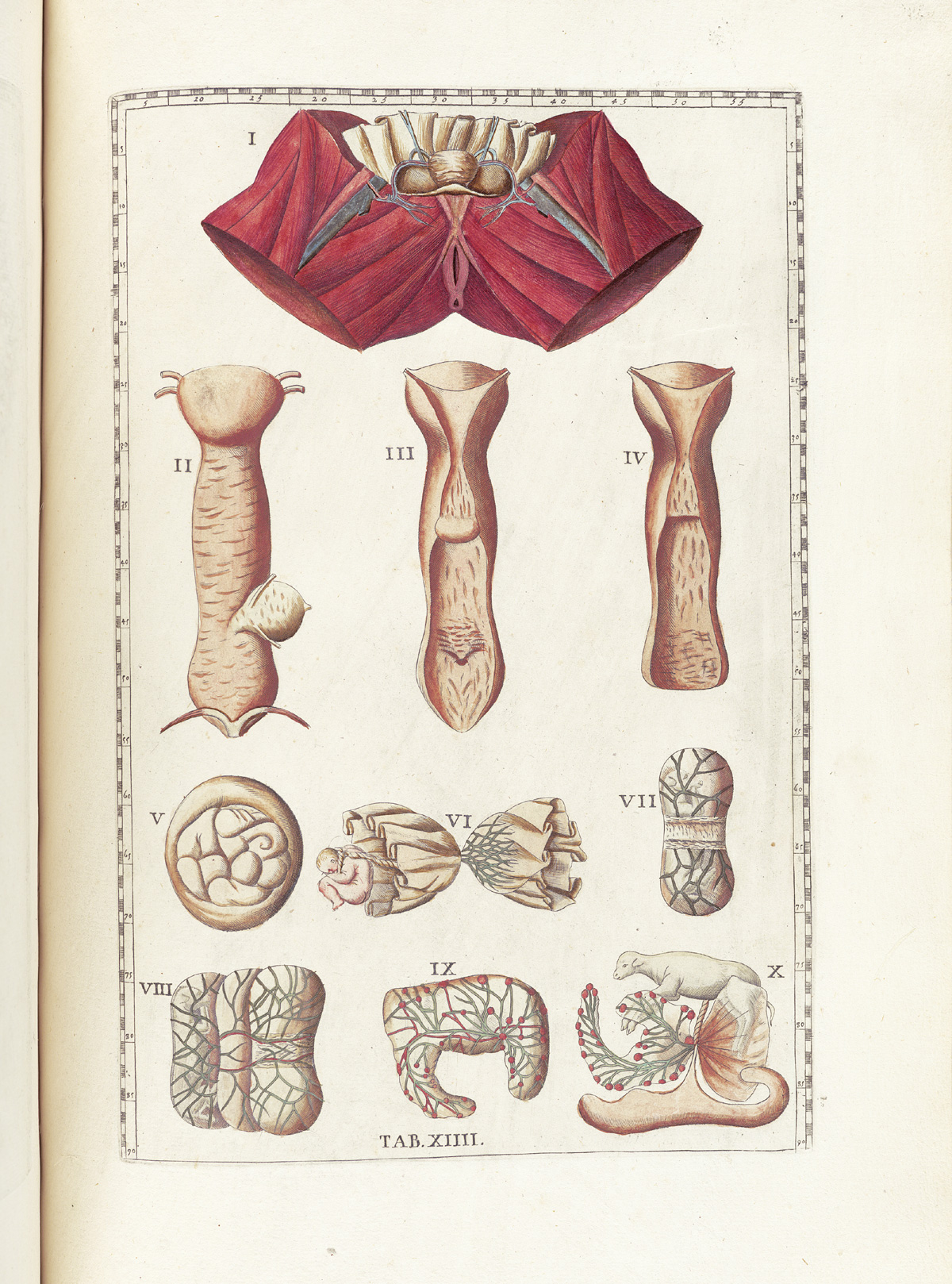 Hand-colored etching of the female reproductive system; at top is a red figure of the muscles of the pelvic region with uterus visible at top, while just below are three views of the entire system including vagina, cervix, and uterus; below this are two human placentas and one of a dog; and in the bottom row are the placentas of a dog, and two of calves; from Bartholomeo Eustachi’s Tabulae anatomicae, NLM Call no.: WZ 260 E87t 1783.