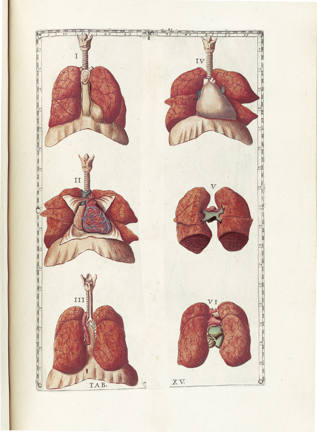 Hand-colored etching of six views of the respiratory system; on the left side from top to bottom are the entire system intact viewed from the front with larynx and trachea, longs, and diaphragm; the entire system with lungs pulled apart and pericardium opened to expose the heart; the entire system in tact viewed from behind; and on the right from top to bottom are entire system intact with longs pulled apart to expose the pericardium; the lungs viewed from the front alone with pulmonary arteries and veins attaching them; and the lungs viewed from behind attached by pulmonary arteries and veins; from Bartholomeo Eustachi’s Tabulae anatomicae, NLM Call no.: WZ 260 E87t 1783.