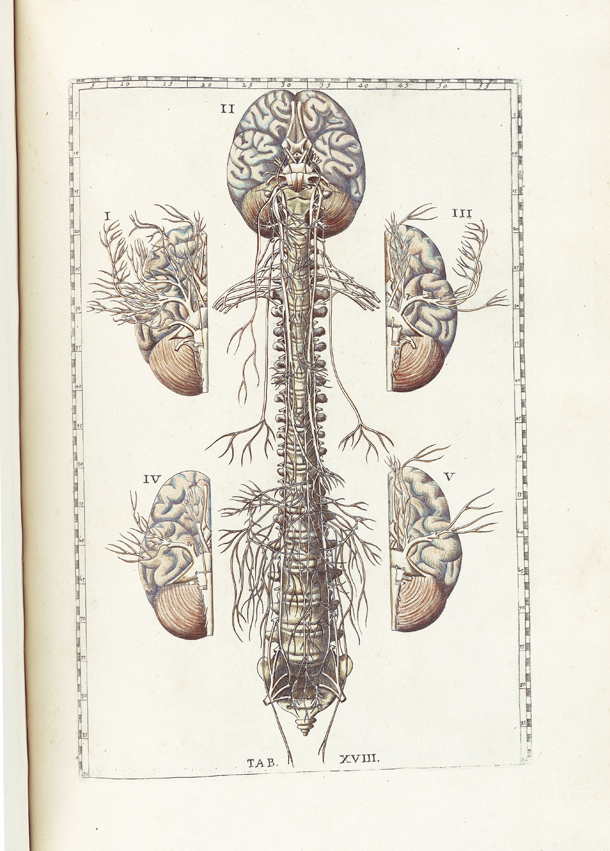 Hand-colored etching of the brain and spinal cord in the center of the image with particular emphasis on where nerves come out of the spinal column to enervate the rest of the body, with two brains divided in two on either side with emphasis on the cranial nerves and where they come out of the brain; from Bartholomeo Eustachi’s Tabulae anatomicae, NLM Call no.: WZ 260 E87t 1783.