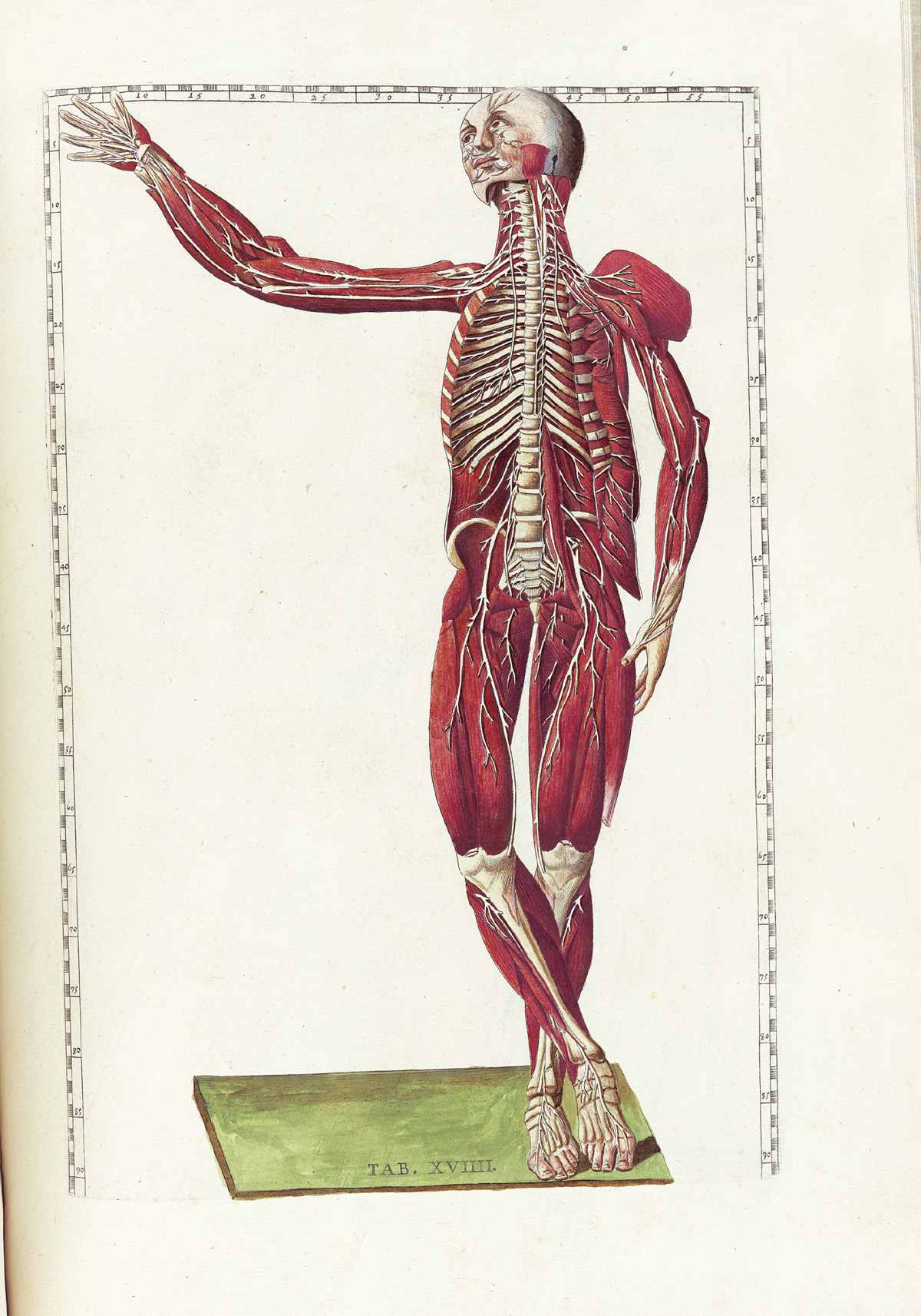 Hand-colored etching of a facing standing figure with flesh removed to expose the muscles and joints showing the pathways of the nerves from the brain and spinal cord throughout the body; from Bartholomeo Eustachi’s Tabulae anatomicae, NLM Call no.: WZ 260 E87t 1783.