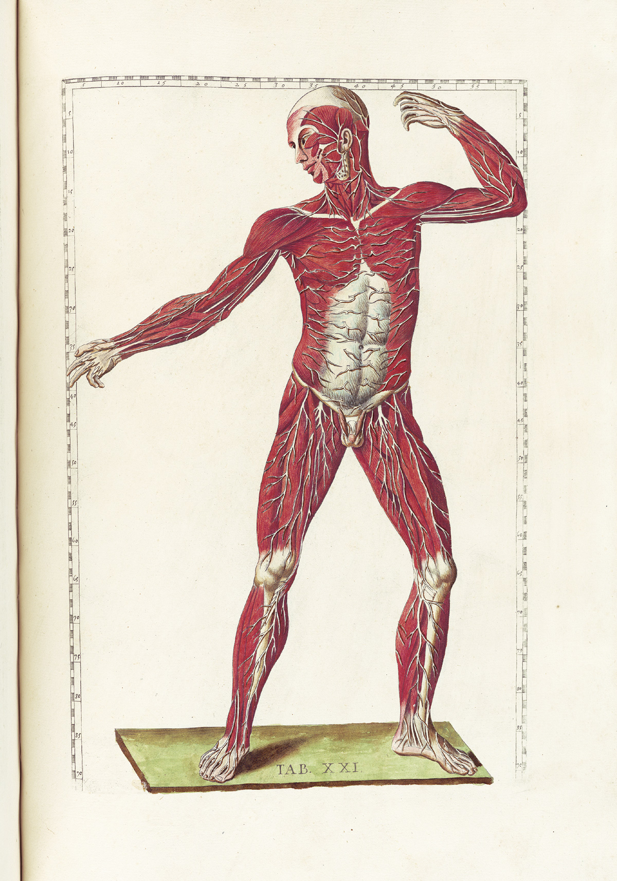 Hand-colored etching of a facing standing figure with flesh removed to expose the muscles showing the pathways of the nerves, with emphasis on the nerves just below the skin; the figure is in a classical pose resembling a javelin thrower looking to the left side of the page with his left hand raised and bent at the elbow and right had extended forward; from Bartholomeo Eustachi’s Tabulae anatomicae, NLM Call no.: WZ 260 E87t 1783.
