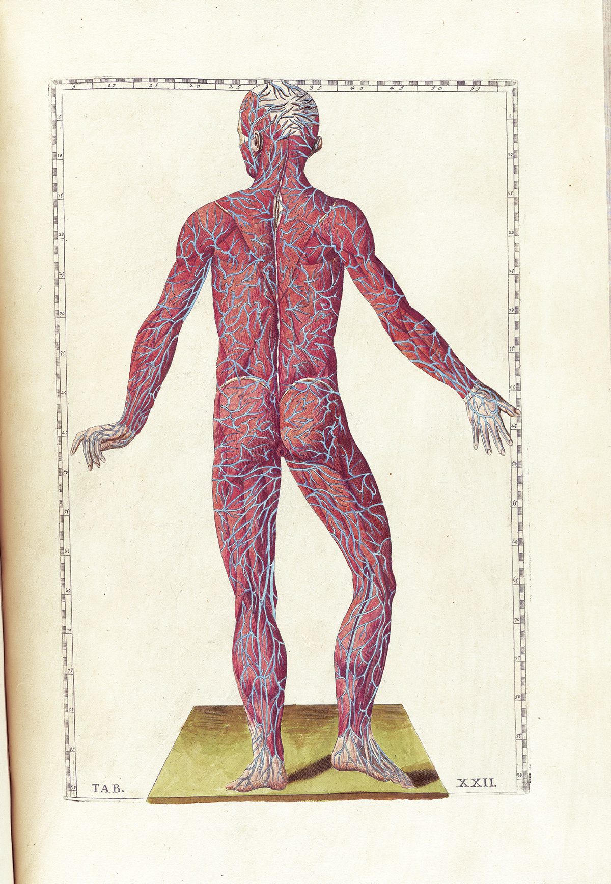 Hand-colored etching of a standing figure facing away from the viewer with flesh removed to expose the muscles showing the pathways of the arteries, with emphasis on the those just below the skin; from Bartholomeo Eustachi’s Tabulae anatomicae, NLM Call no.: WZ 260 E87t 1783.