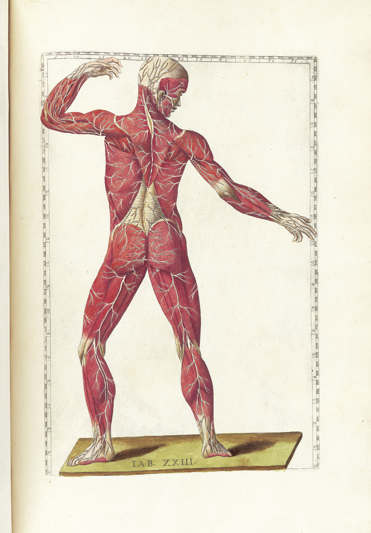 Hand-colored etching of a standing figure facing away from the viewer with flesh removed to expose the muscles showing the pathways of the nerves, with emphasis on the nerves just below the skin; the figure is in a classical pose resembling a javelin thrower looking to the left side of the page with his left hand raised and bent at the elbow and right had extended forward; from Bartholomeo Eustachi’s Tabulae anatomicae, NLM Call no.: WZ 260 E87t 1783.
