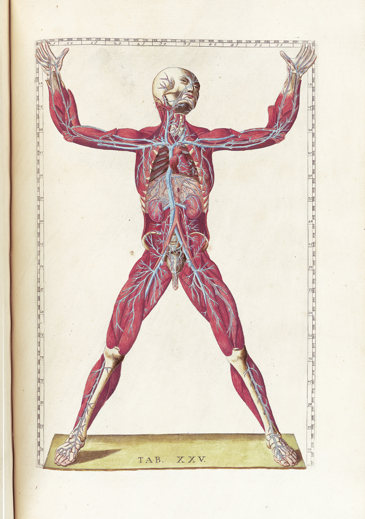 Hand-colored etching of a facing standing figure with flesh removed to expose the muscles and circulatory system including the heart, vena cava, renal circulatory system, and onto the limbs; with emphasis on the veins as opposed to the arteries; the figure is looking upward and to the right with both arms raised, almost as if doing a jumping jack; from Bartholomeo Eustachi’s Tabulae anatomicae, NLM Call no.: WZ 260 E87t 1783.