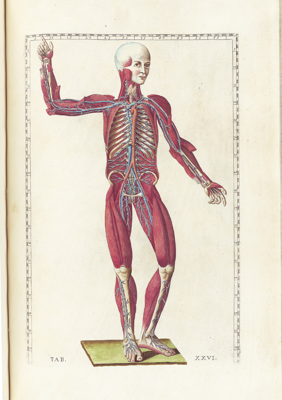 Hand-colored etching of a facing standing figure with flesh removed to expose the muscles and circulatory system excluding the heart; the figure is looking at the viewer with his right arm raised and bent at the elbow; from Bartholomeo Eustachi’s Tabulae anatomicae, NLM Call no.: WZ 260 E87t 1783.