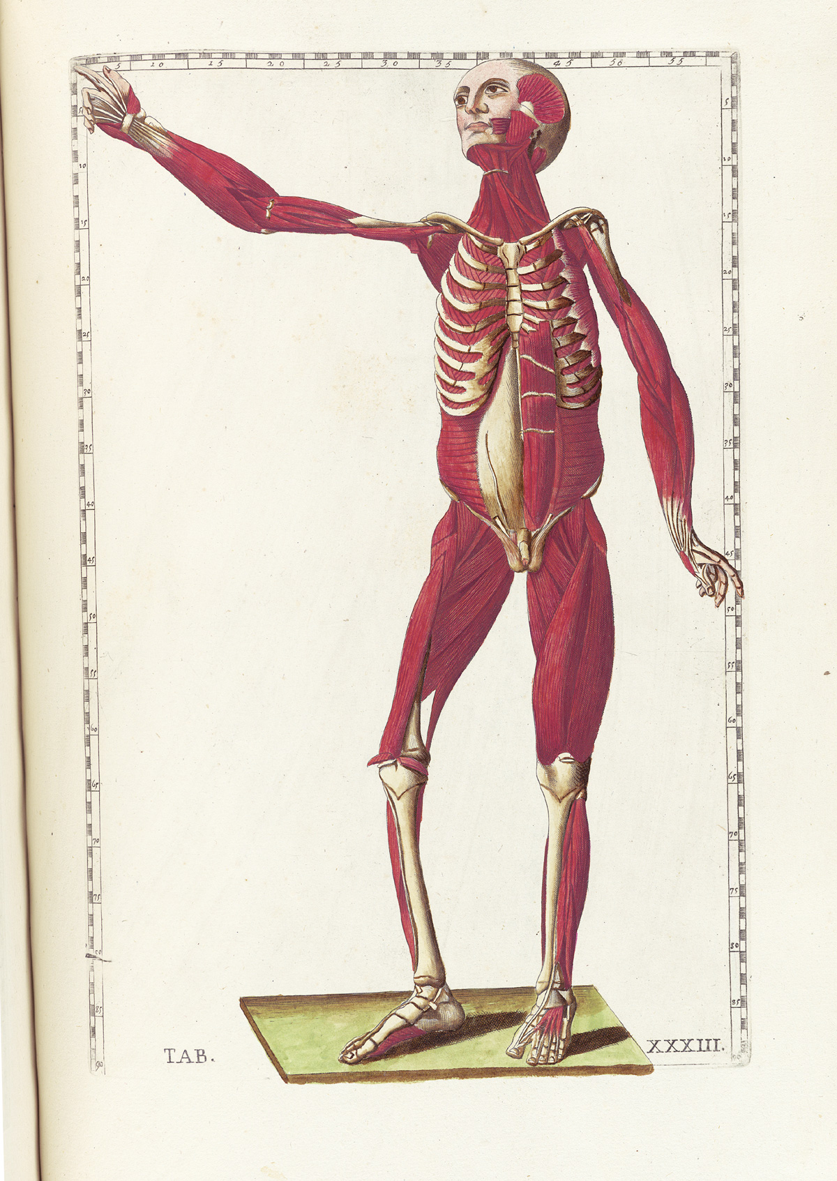 Hand-colored etching of a facing standing figure with flesh and exterior layers of muscle tissue removed to expose the interior muscles; the figure is facing the viewer looking to the left side of the page with right arm rasied an extended; from Bartholomeo Eustachi’s Tabulae anatomicae, NLM Call no.: WZ 260 E87t 1783.