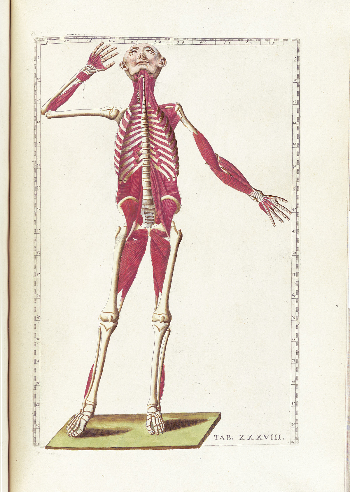 Hand-colored etching of a facing standing figure with flesh and exterior layers of muscle tissue removed to expose the interior muscles; the figure is facing the viewer looking upward with right arm raised and bent at the elbow; from Bartholomeo Eustachi’s Tabulae anatomicae, NLM Call no.: WZ 260 E87t 1783.