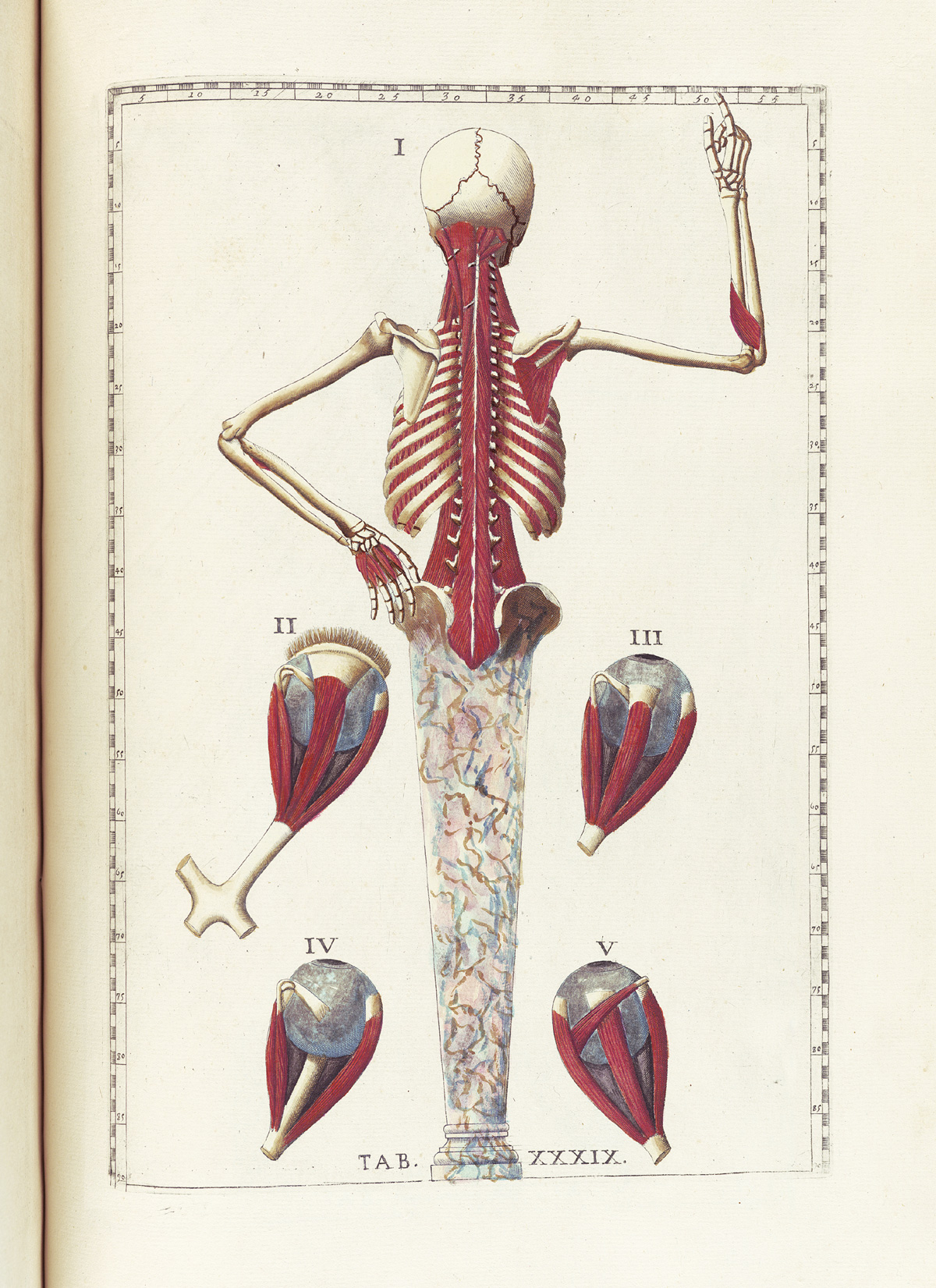 Hand-colored etching of a skeleton figure with back facing the viewer with legs replaced by a classical column with right arm raised and bent at the elbow and left arm bent at the elbow and hand resting on hip; all flesh and exterior muscles are removed to expose the muscles of the back; to the sides in the lower half of the page are four eyeballs viewed from different angles with emphasis on the muscles; from Bartholomeo Eustachi’s Tabulae anatomicae, NLM Call no.: WZ 260 E87t 1783.