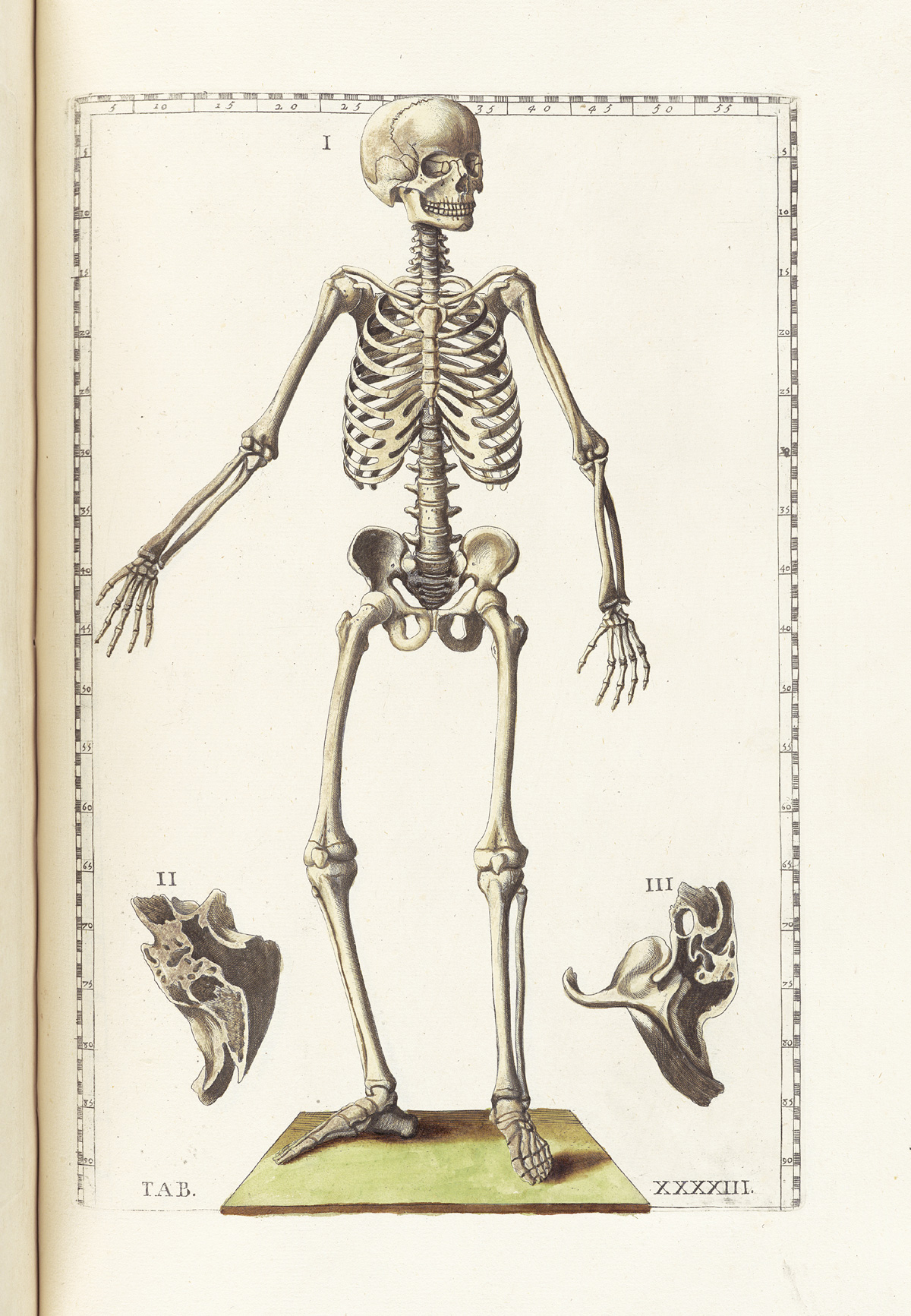 Hand-colored etching of a standing facing skeleton figure, looking to the right side of the page; on either side of the figure in the bottom half of the page are cross sections of the mastoid bone, showing the cavities within; from Bartholomeo Eustachi’s Tabulae anatomicae, NLM Call no.: WZ 260 E87t 1783.