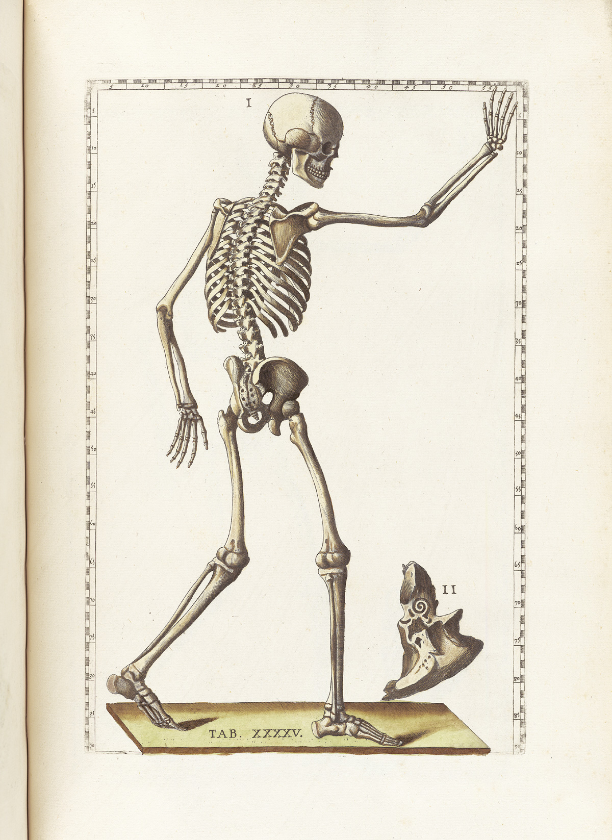 Hand-colored etching of a walking skeleton figure facing away from the viewer, looking to the right side of the page with right arm raised as if waving; on right side of the figure in the bottom half of the page is a cross section of the mastoid bone, showing the cavities within; from Bartholomeo Eustachi’s Tabulae anatomicae, NLM Call no.: WZ 260 E87t 1783.