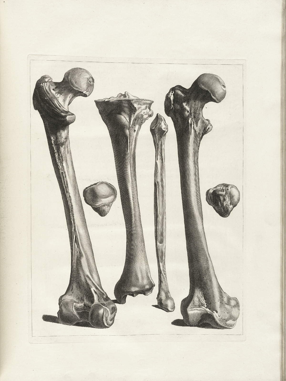 Engraving of the bones of the leg, including two views of the femur and the patella and one view each of the tibia and the fibula, from Jacques Gamelin’s Nouveau recueil d’osteologie et de myologie, NLM Call no.: WZ 260 G178m 1779.