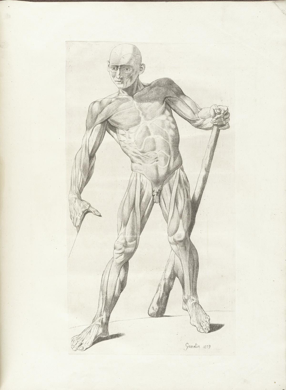 Engraving of a facing standing male muscle figure with legs standing apart and holding a staff in his left hand, showing the muscles of the chest, torso, abdomen, arms and legs, from Jacques Gamelin’s Nouveau recueil d’osteologie et de myologie, NLM Call no.: WZ 260 G178m 1779.