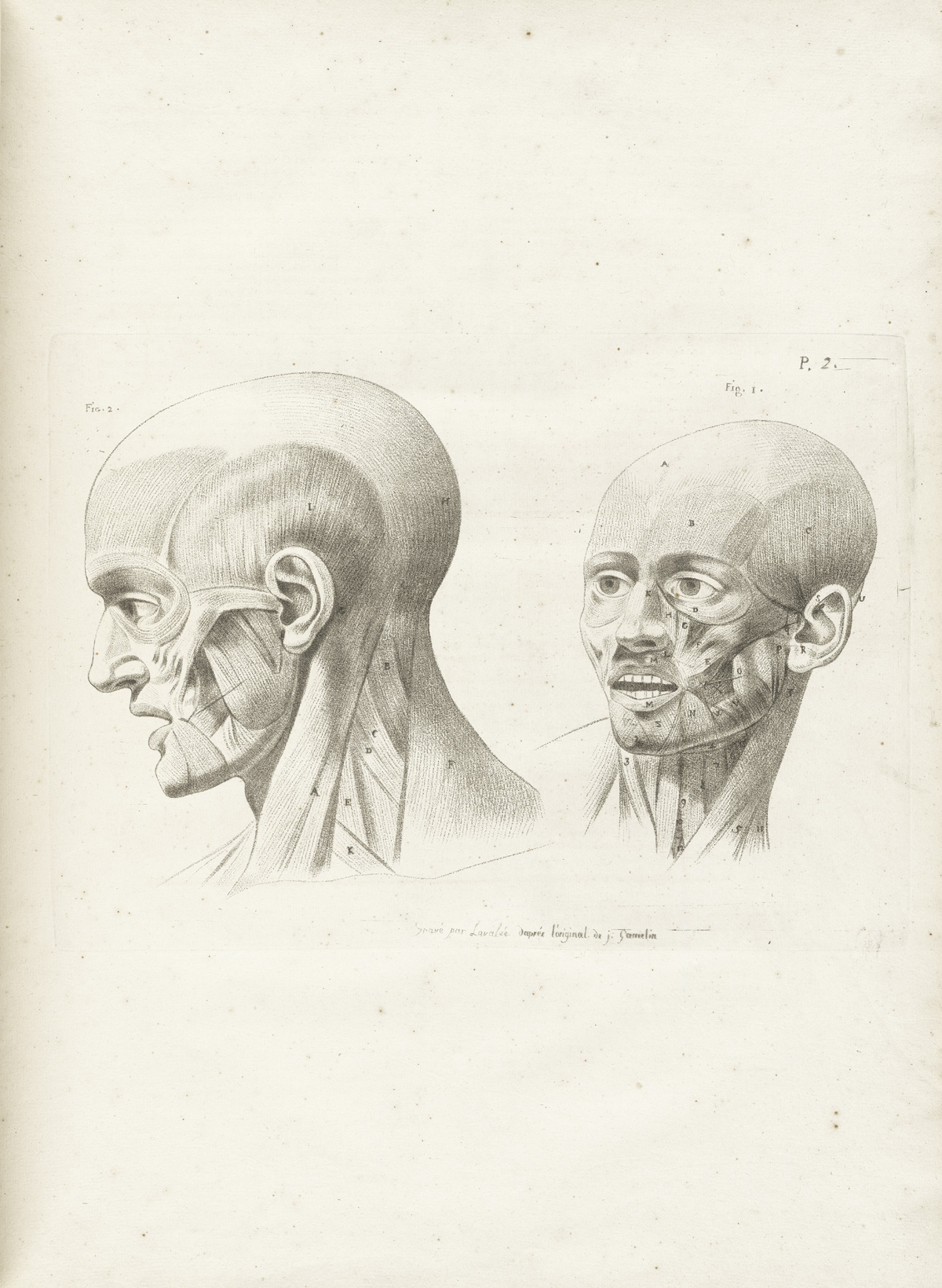 Engraving of two heads with flesh removed to show the muscles of the head and neck; the head on the left is in profile facing to the left; the head on the right is facing the viewer in three-quarters, looking just to the left; from Jacques Gamelin’s Nouveau recueil d’osteologie et de myologie, NLM Call no.: WZ 260 G178m 1779.