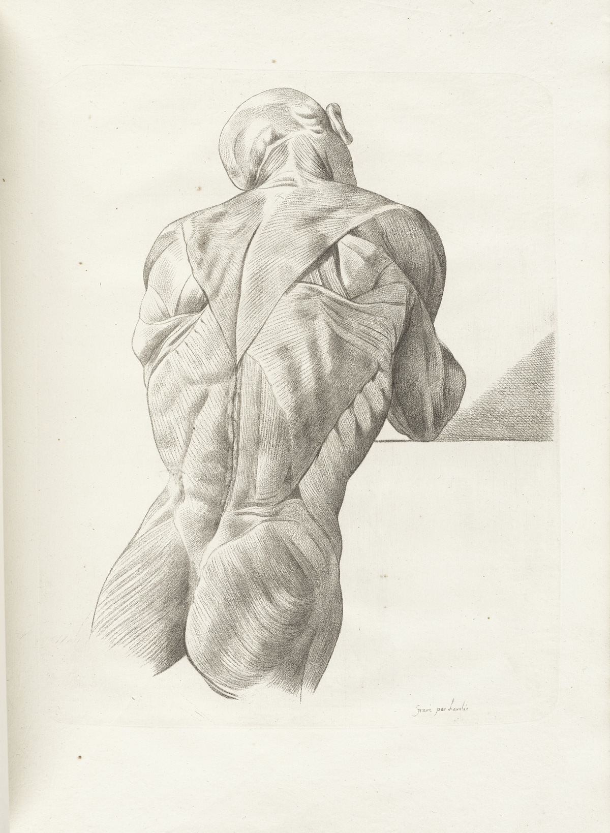 Engraving of a male muscle figure with his back to the viewer with flesh removed to expose the muscles of the back and buttocks; from Jacques Gamelin’s Nouveau recueil d’osteologie et de myologie, NLM Call no.: WZ 260 G178m 1779.