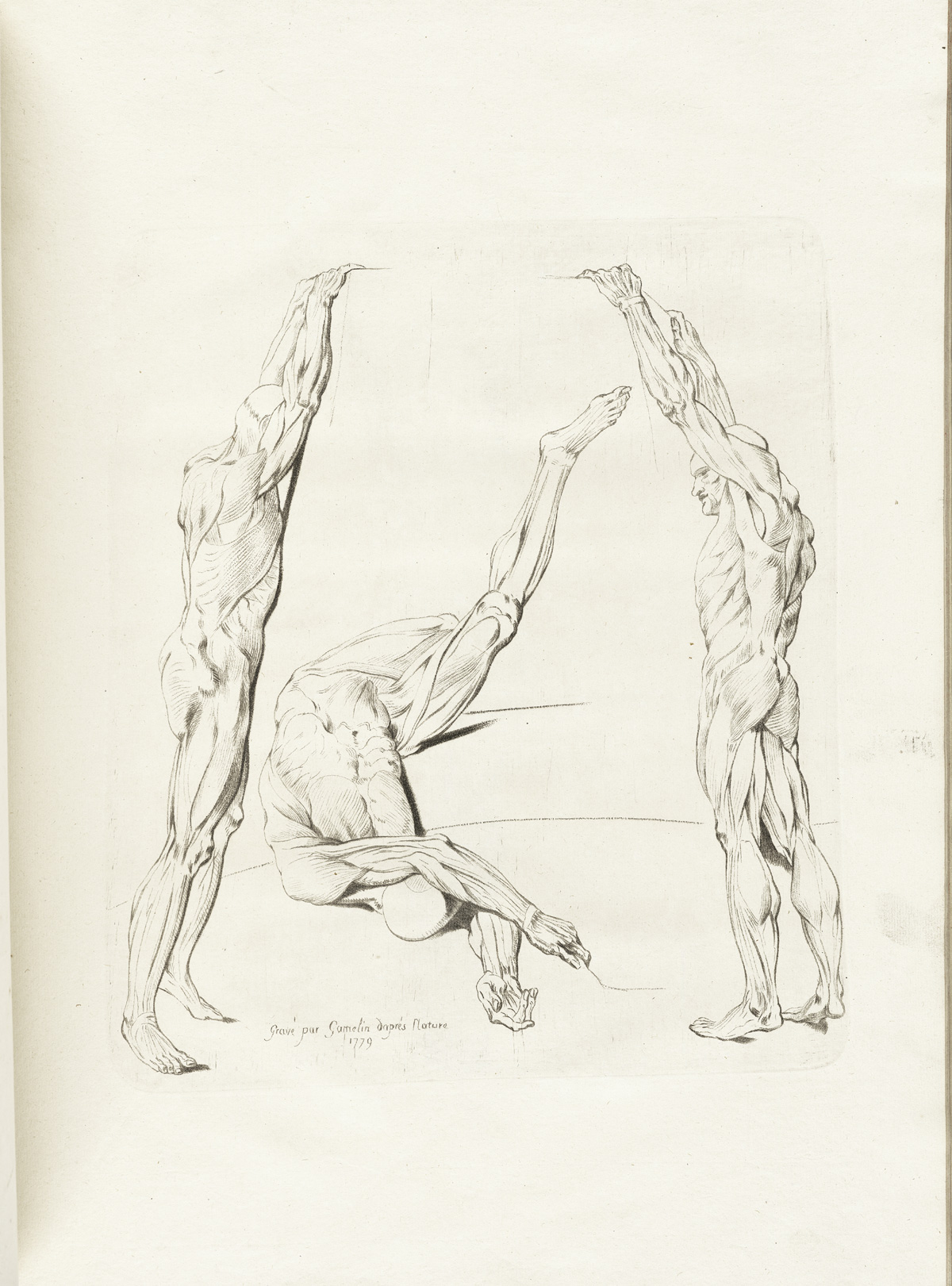 Engraving of three male muscle figures, the two on the right and left viewed from the side with their arms raised straight up, with the middle figure resembling a man fallen to the ground with his head toward the bottom of the page and legs pointing to the top, all with flesh removed to reveal detailed musculature underneath; from Jacques Gamelin’s Nouveau recueil d’osteologie et de myologie, NLM Call no.: WZ 260 G178m 1779.