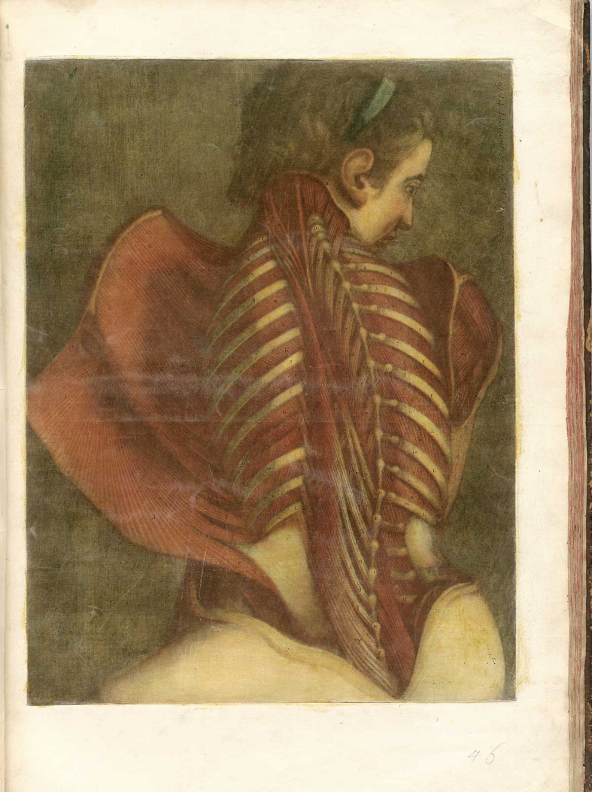 “Flayed Angel”, from Jacques Fabian Gautier d’Agoty’s Suite de l'Essai d'anatomie en tableaux imprimés, NLM Call no.: WZ 260 G283c 1745.