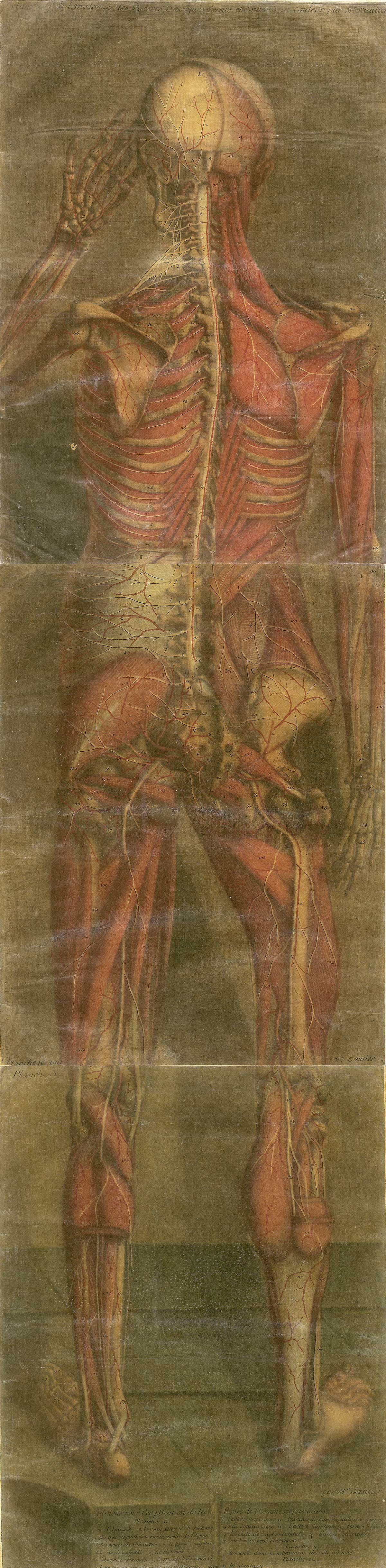 Large color mezzotint of a male figure with his back to the viewer with flesh removed to reveal the muscles, circulatory system, internal organs, and reproductive system; from Jacques Fabian Gautier d’Agoty’s Anatomie générale des viscères en situation, NLM Call no.: WZ 260 G283c 1745.