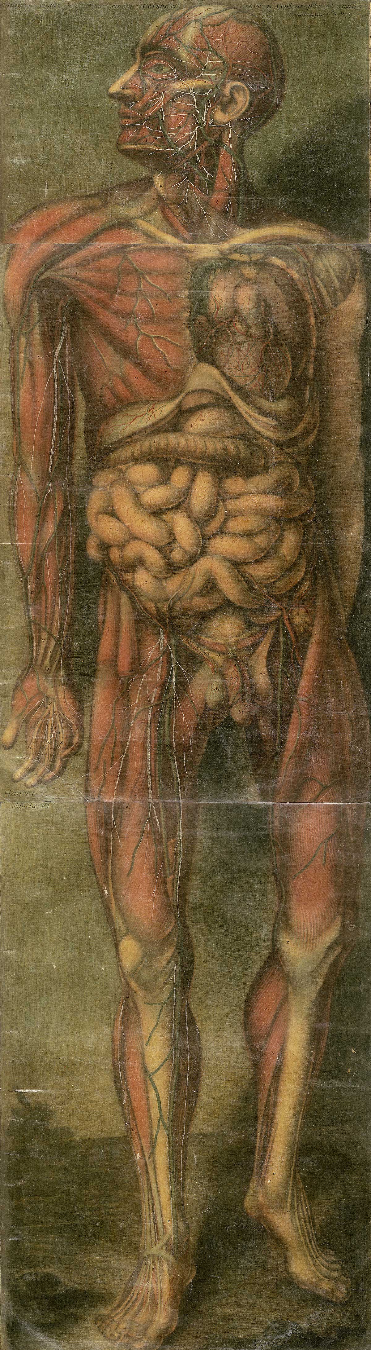 Large color mezzotint of a facing male figure with head turned to the left and showing in profile with flesh removed to reveal the muscles, circulatory system, internal organs, and reproductive system; from Jacques Fabian Gautier d’Agoty’s Anatomie générale des viscères en situation, NLM Call no.: WZ 260 G283c 1745.