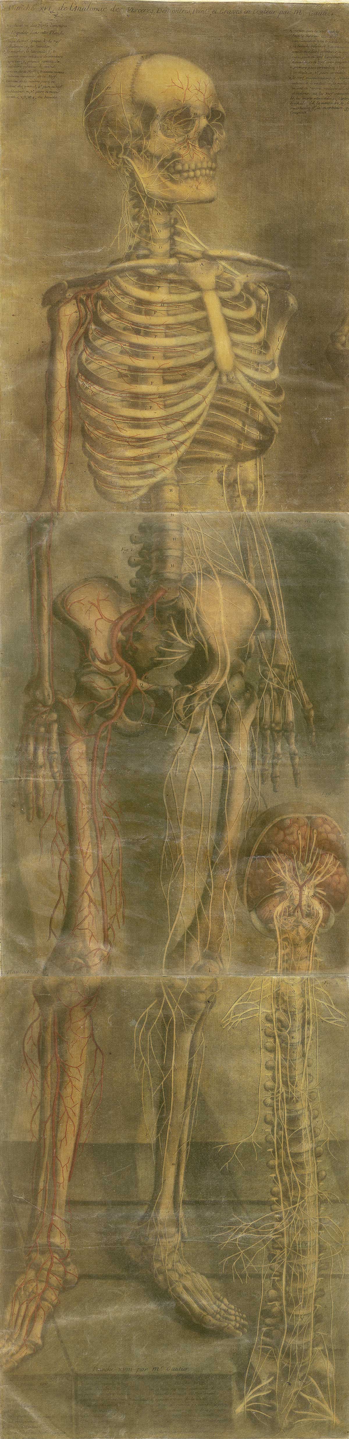 Large color mezzotint of a facing skeleton turned about forty five drees to the right with a brain and spinal cord in the lower right half of the page; from Jacques Fabian Gautier d’Agoty’s Anatomie générale des viscères en situation, NLM Call no.: WZ 260 G283c 1745.