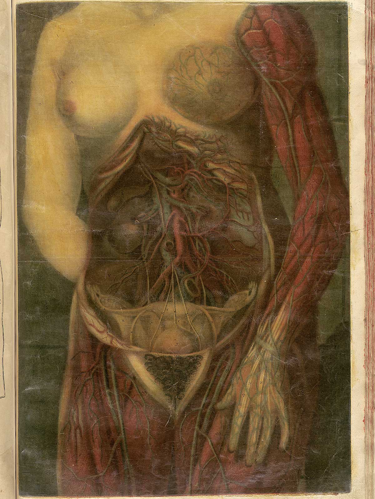 Color mezzotint of the torso, abdomen, and upper legs of a woman with skin and flesh removed from the abdomen to reveal the circulatory system, including that of the reproductive system and the breast; from Jacques Fabian Gautier d’Agoty’s Anatomie générale des viscères en situation, NLM Call no.: WZ 260 G283c 1745.