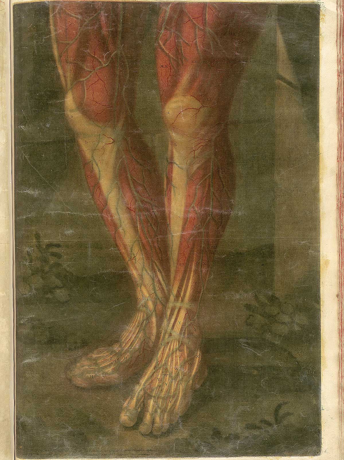Color mezzotint of a woman’s legs with skin removed to reveal the circulatory system and muscles; from Jacques Fabian Gautier d’Agoty’s Anatomie générale des viscères en situation, NLM Call no.: WZ 260 G283c 1745.