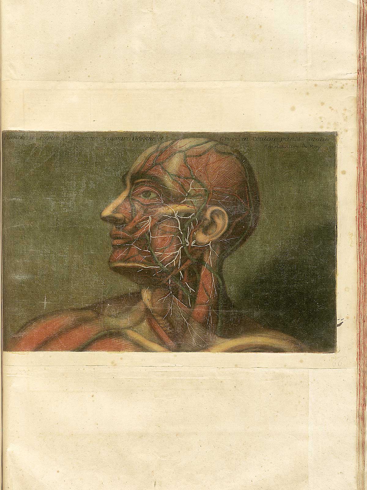 Color mezzotint of a man’s head in profile facing to the left with flesh removed to reveal the muscles, circulatory system, and nerves; from Jacques Fabian Gautier d’Agoty’s Anatomie générale des viscères en situation, NLM Call no.: WZ 260 G283c 1745.
