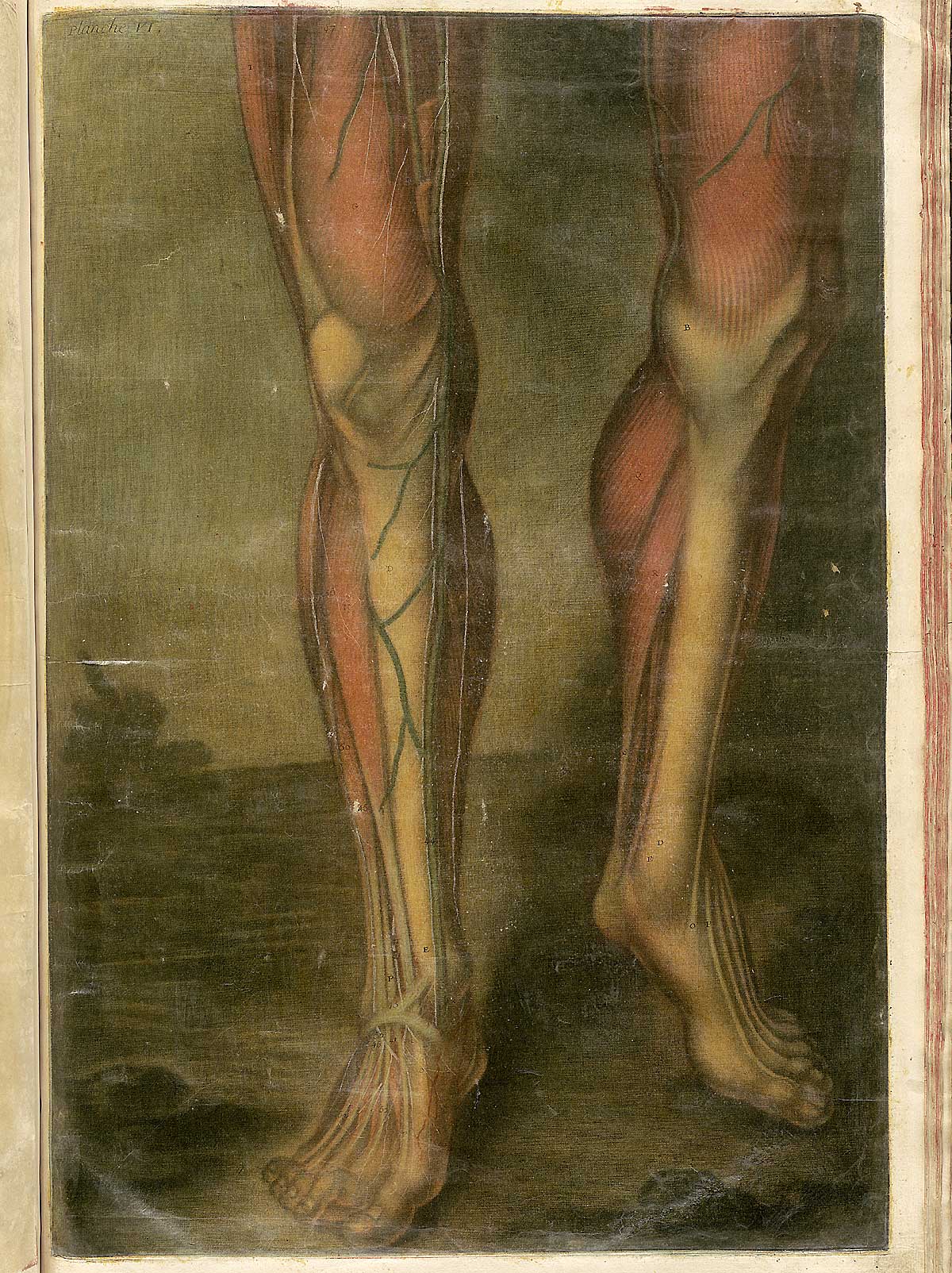 The legs; from Jacques Fabian Gautier d’Agoty’s Anatomie générale des viscères en situation, NLM Call no.: WZ 260 G283c 1745.