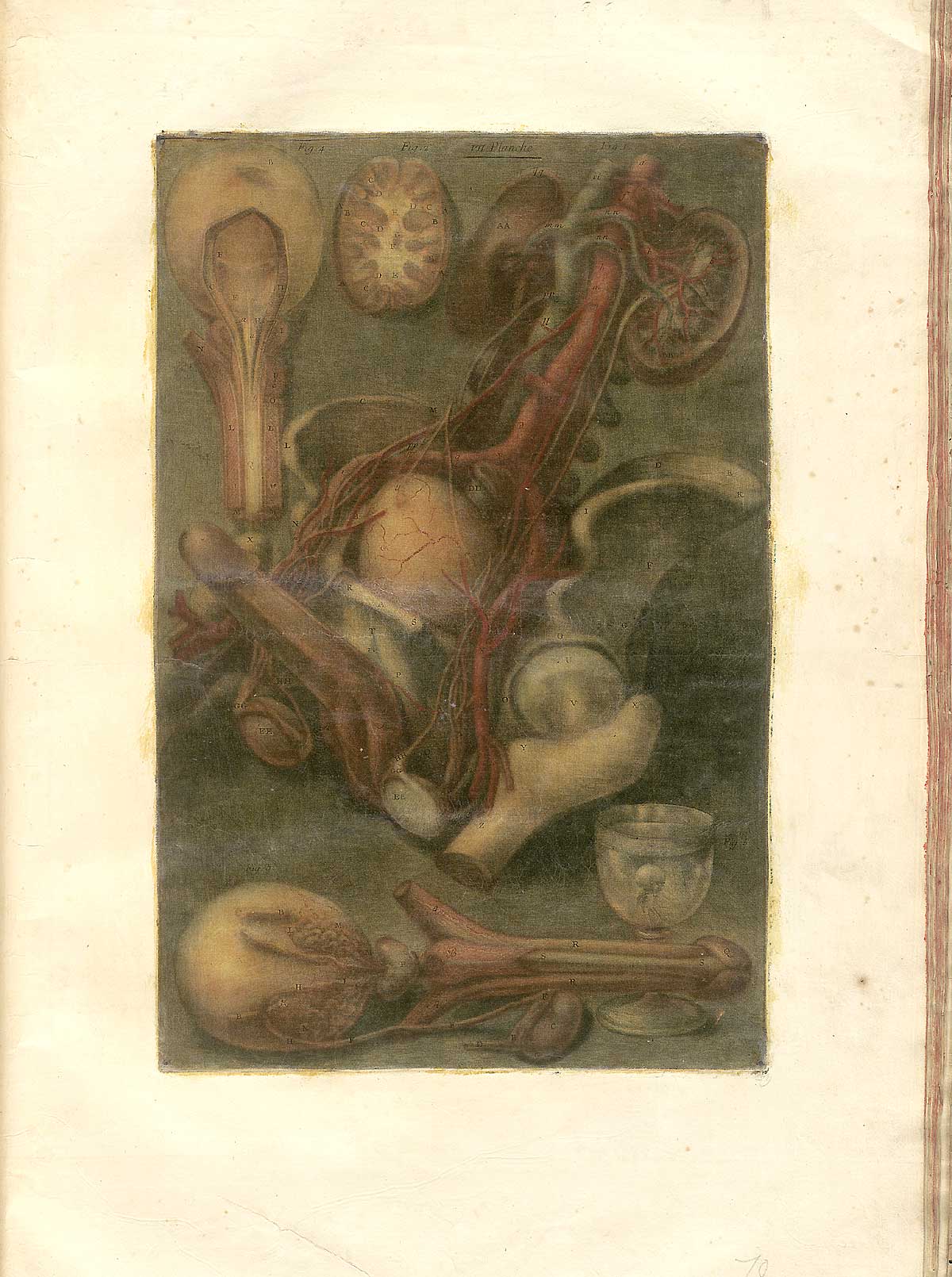 Color mezzotint of several disembodied male urogenital systems; in the center is an entire system including the kidneys, renal veins and arteries, prostate, bladder, pelvis, erect penis and testes; below along the bottom is an erect penis with skin removed, prostate, testicle, and a wine glass containing a homunculus; at the top left is a cross section of a kidney and a prostate gland; from Jacques Fabian Gautier d’Agoty’s Anatomie générale des viscères en situation, NLM Call no.: WZ 260 G283c 1745.