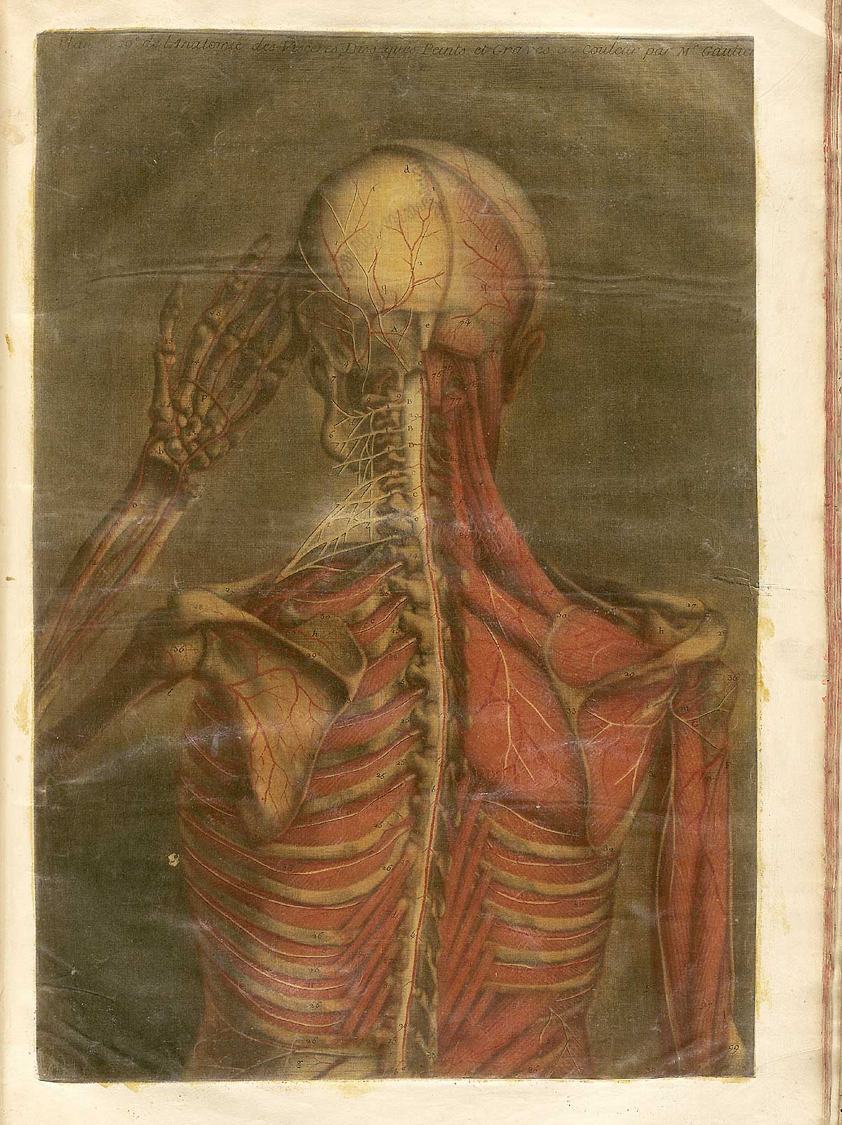 Color mezzotint of a human figure viewed from behind with most of the flesh removed to reveal the muscles and skeleton of the back of the head, shoulders and back; from Jacques Fabian Gautier d’Agoty’s Anatomie générale des viscères en situation, NLM Call no.: WZ 260 G283c 1745.