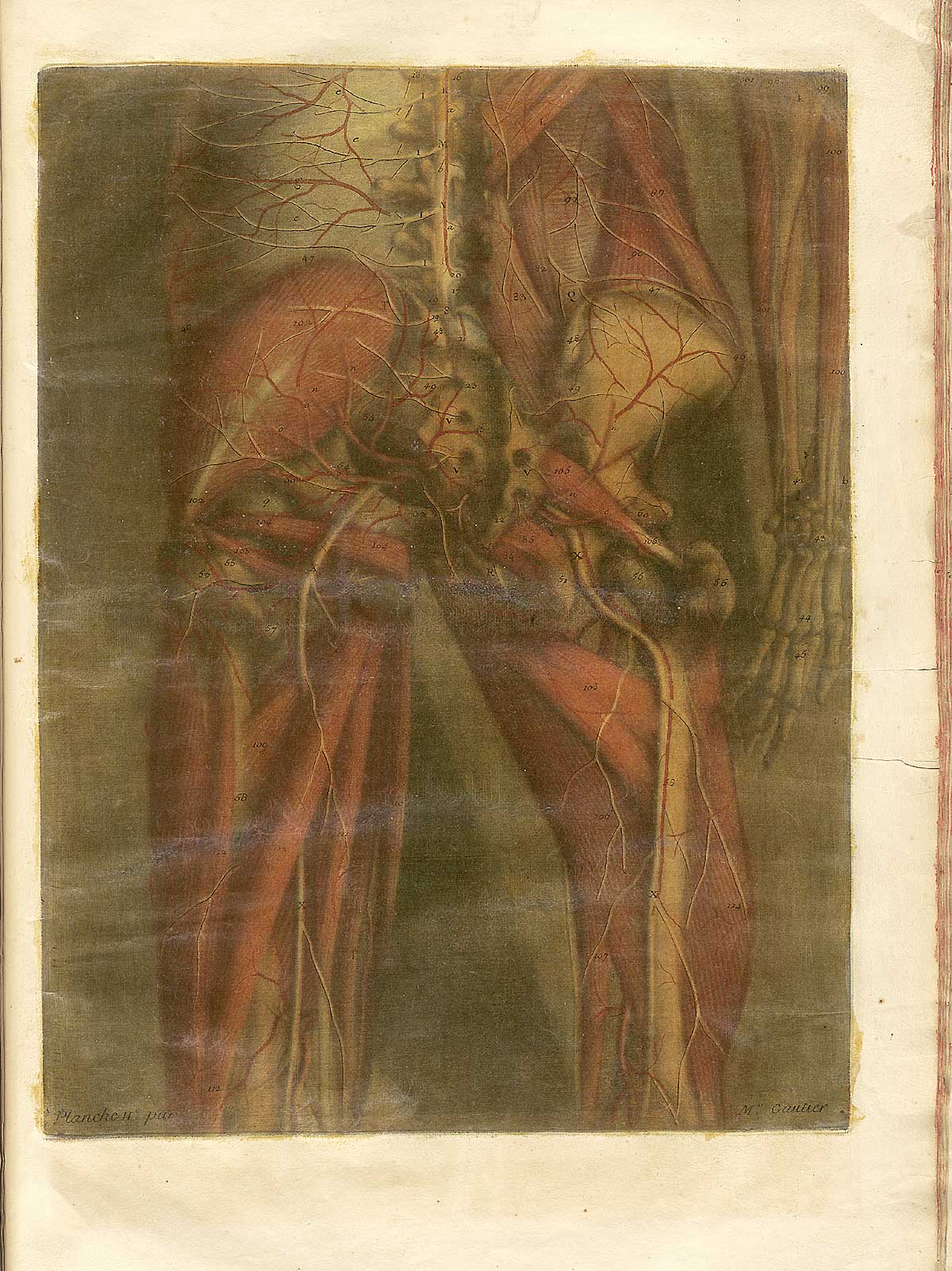 Color mezzotint of a human figure viewed from behind with most of the flesh removed to reveal the muscles and skeleton of the lower back, buttocks and upper legs; from Jacques Fabian Gautier d’Agoty’s Anatomie générale des viscères en situation, NLM Call no.: WZ 260 G283c 1745.