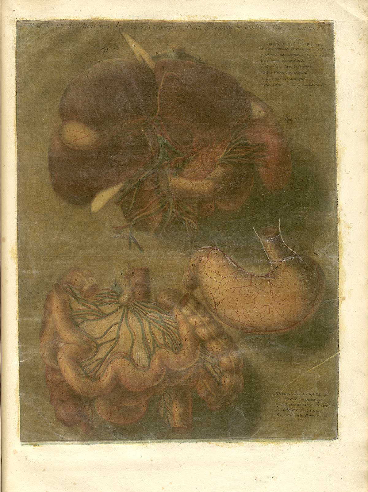Color mezzotint of the internal organs, with the liver, spleen, kidneys and esophagus massed together at the top and the stomach and intestines at the bottom of the image; from Jacques Fabian Gautier d’Agoty’s Anatomie générale des viscères en situation, NLM Call no.: WZ 260 G283c 1745.